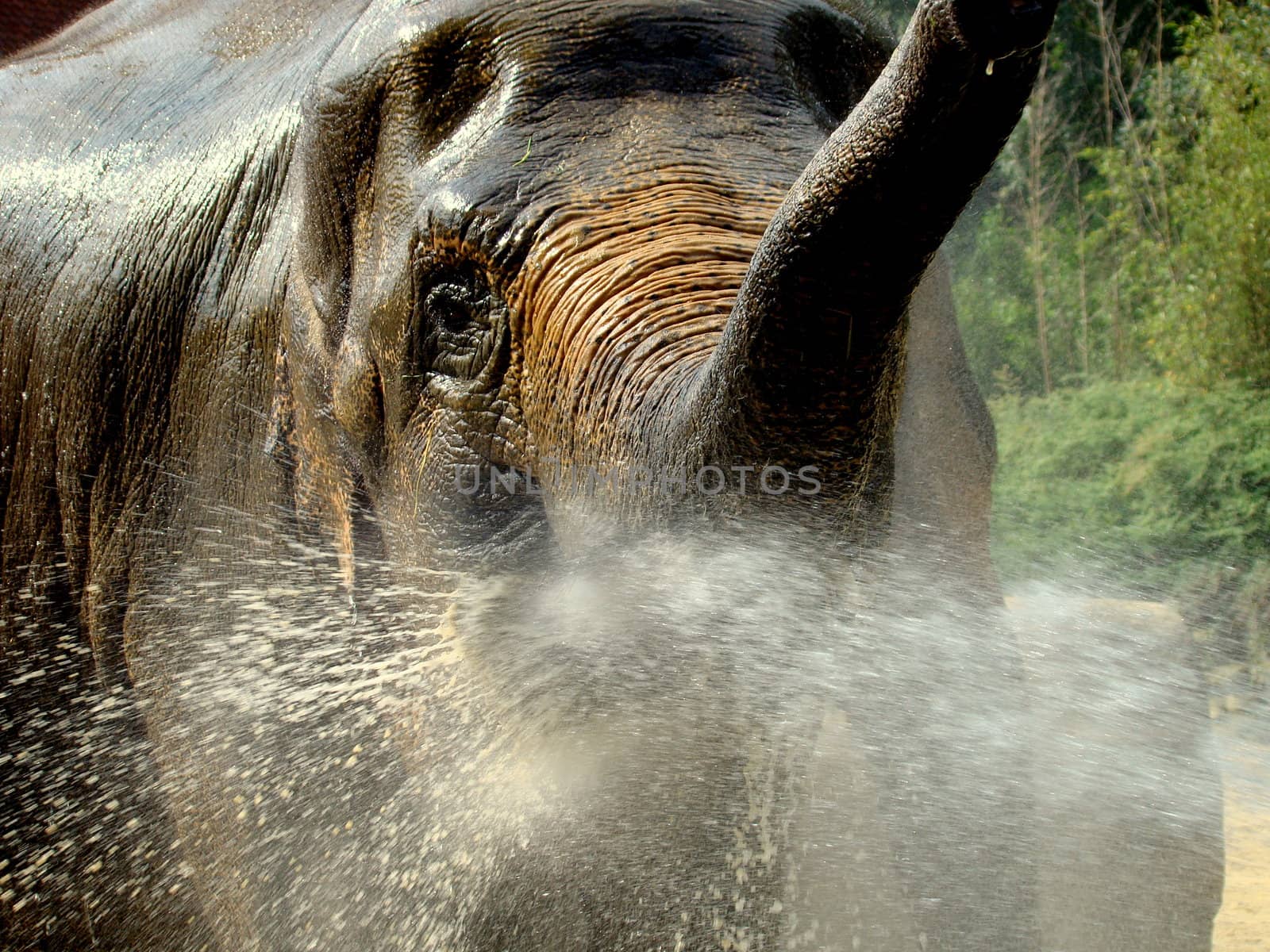 asian elephant getting a shower