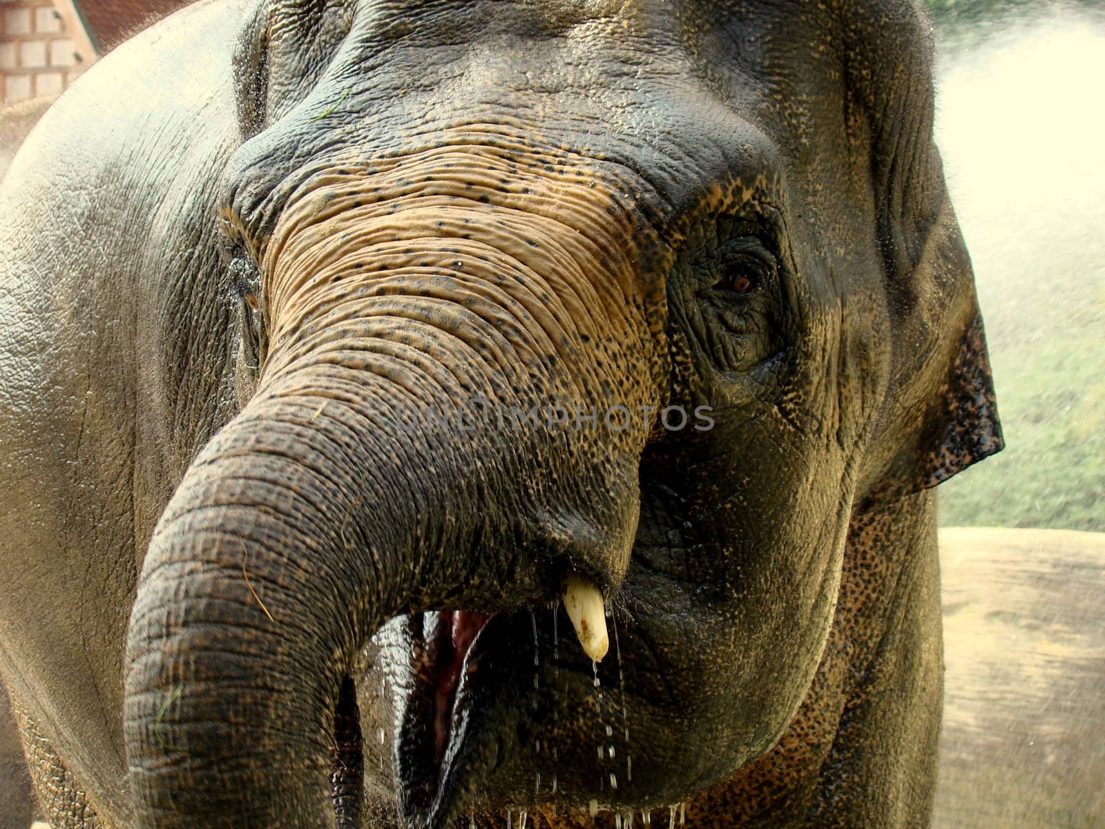 elephant by elvira334