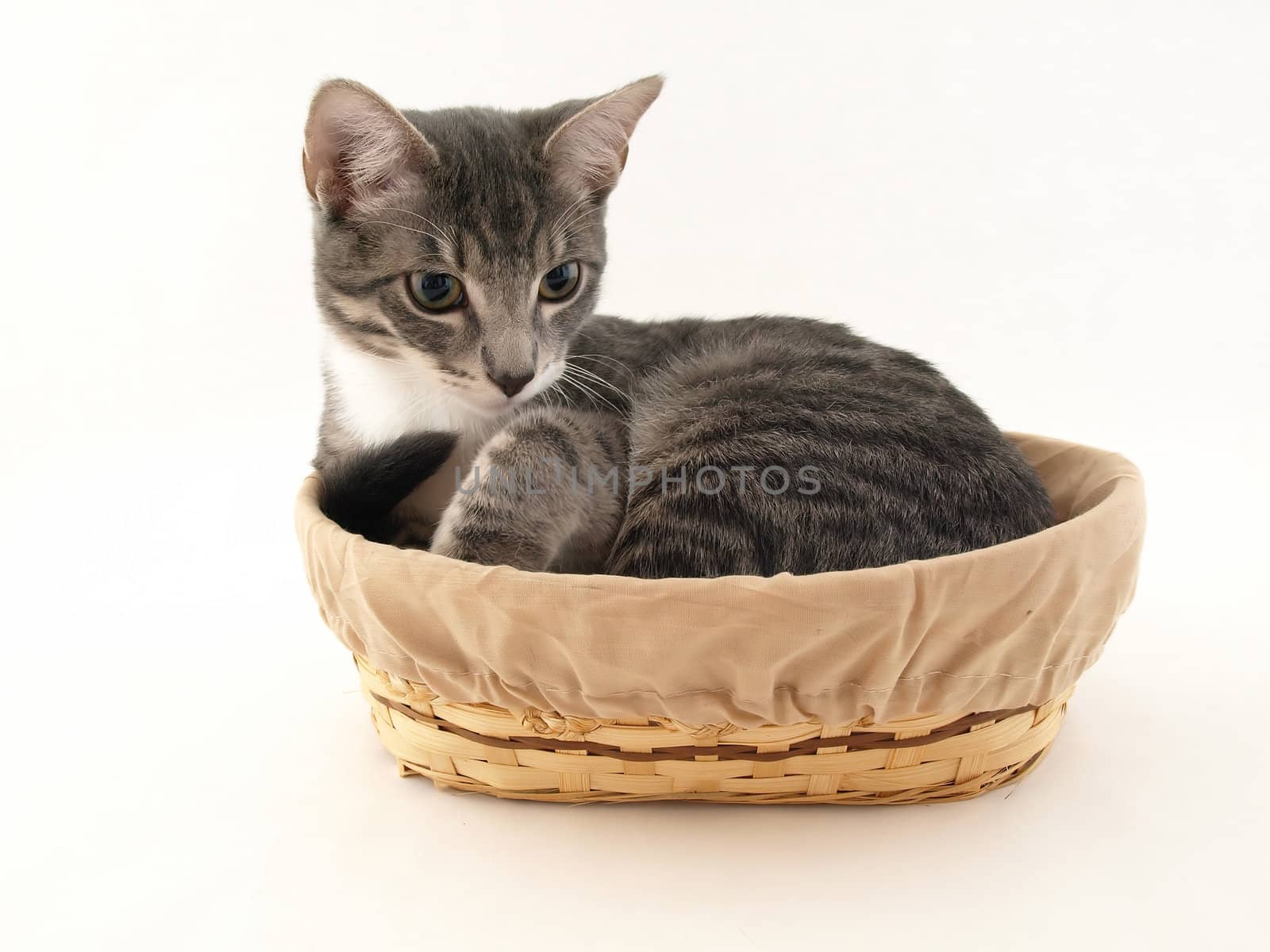 Gray Kitten in a Basket by RGebbiePhoto