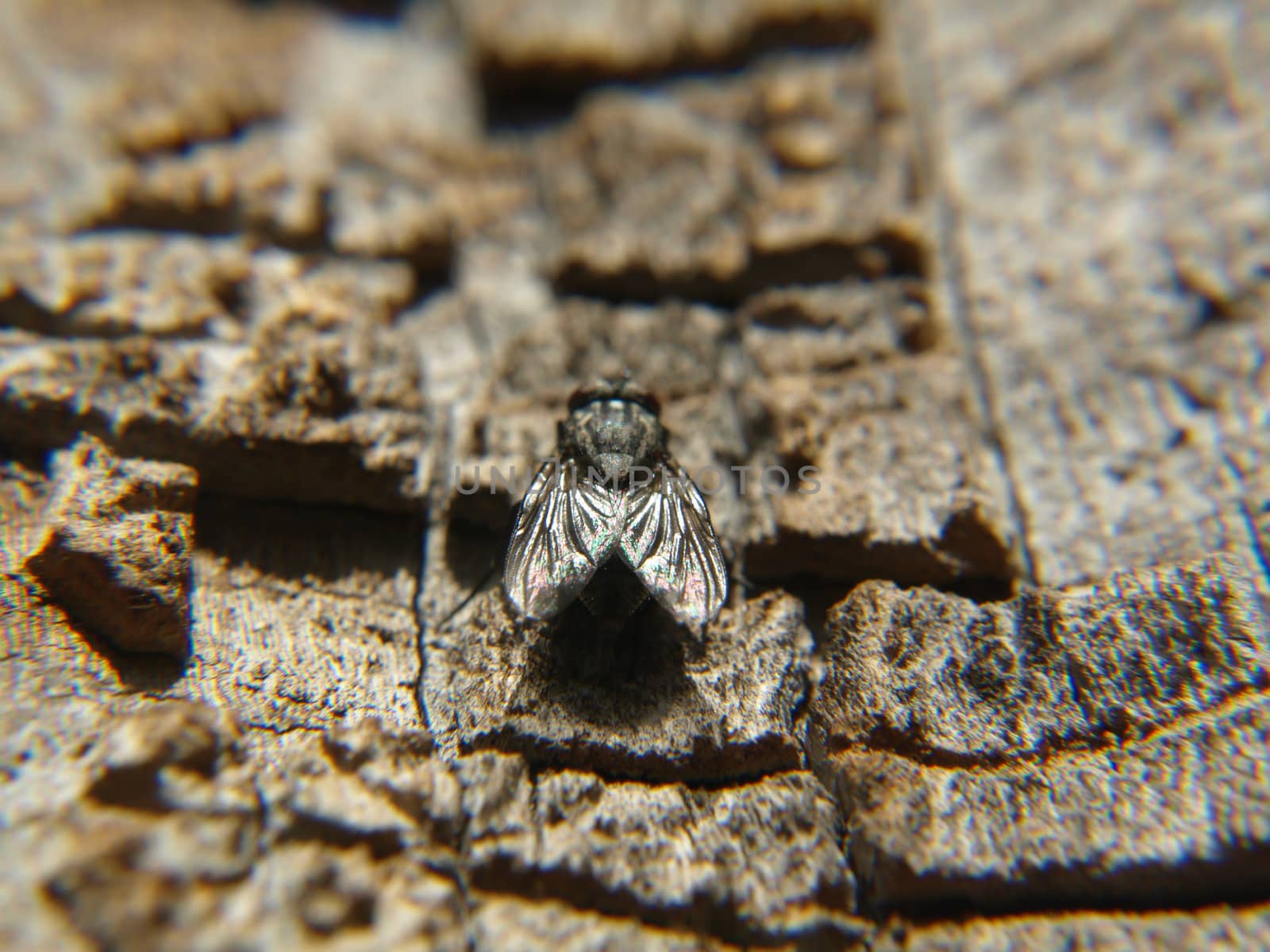 A fly sitting on the bark of a tree
