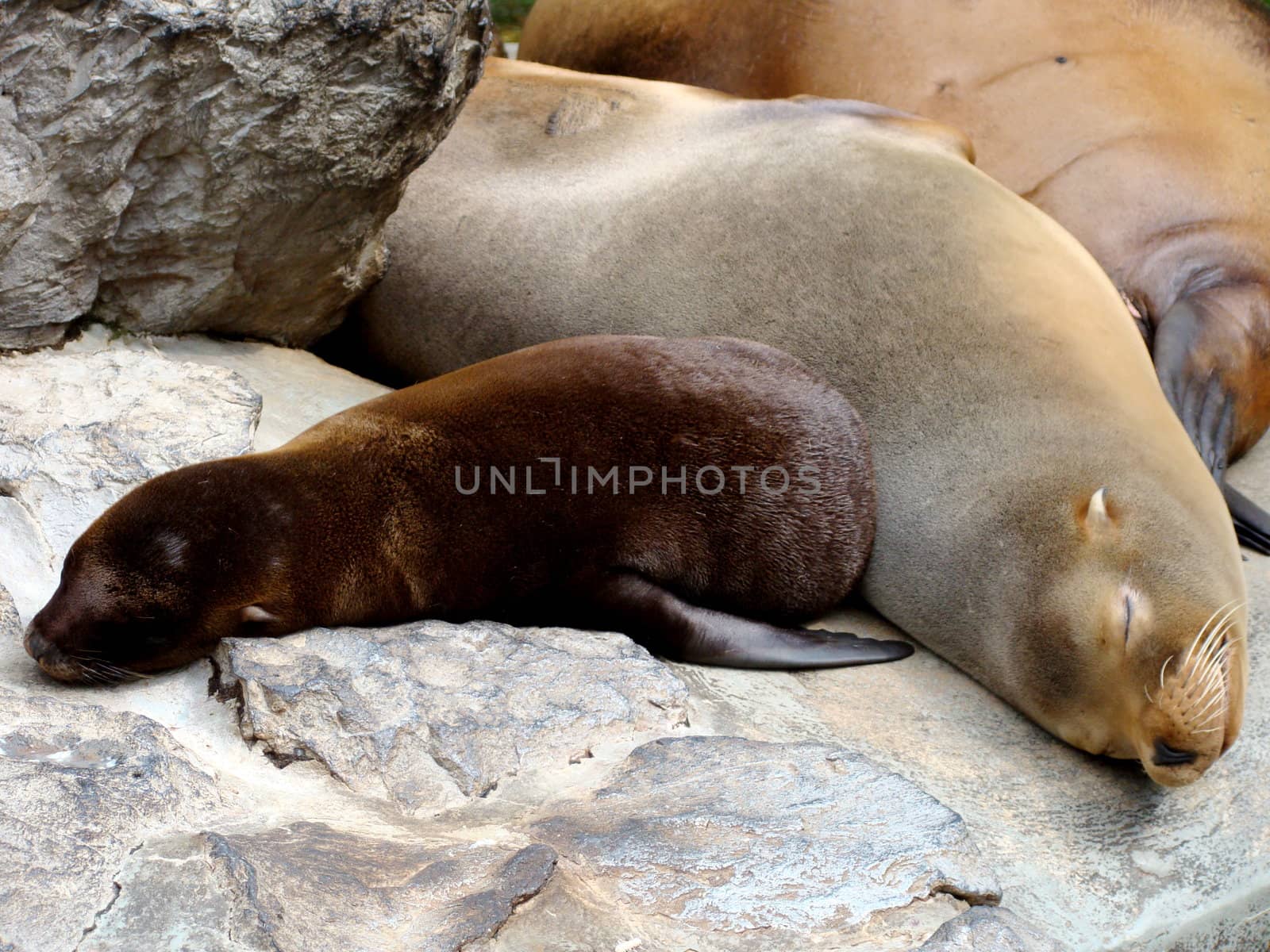braun seals sleeping on rock