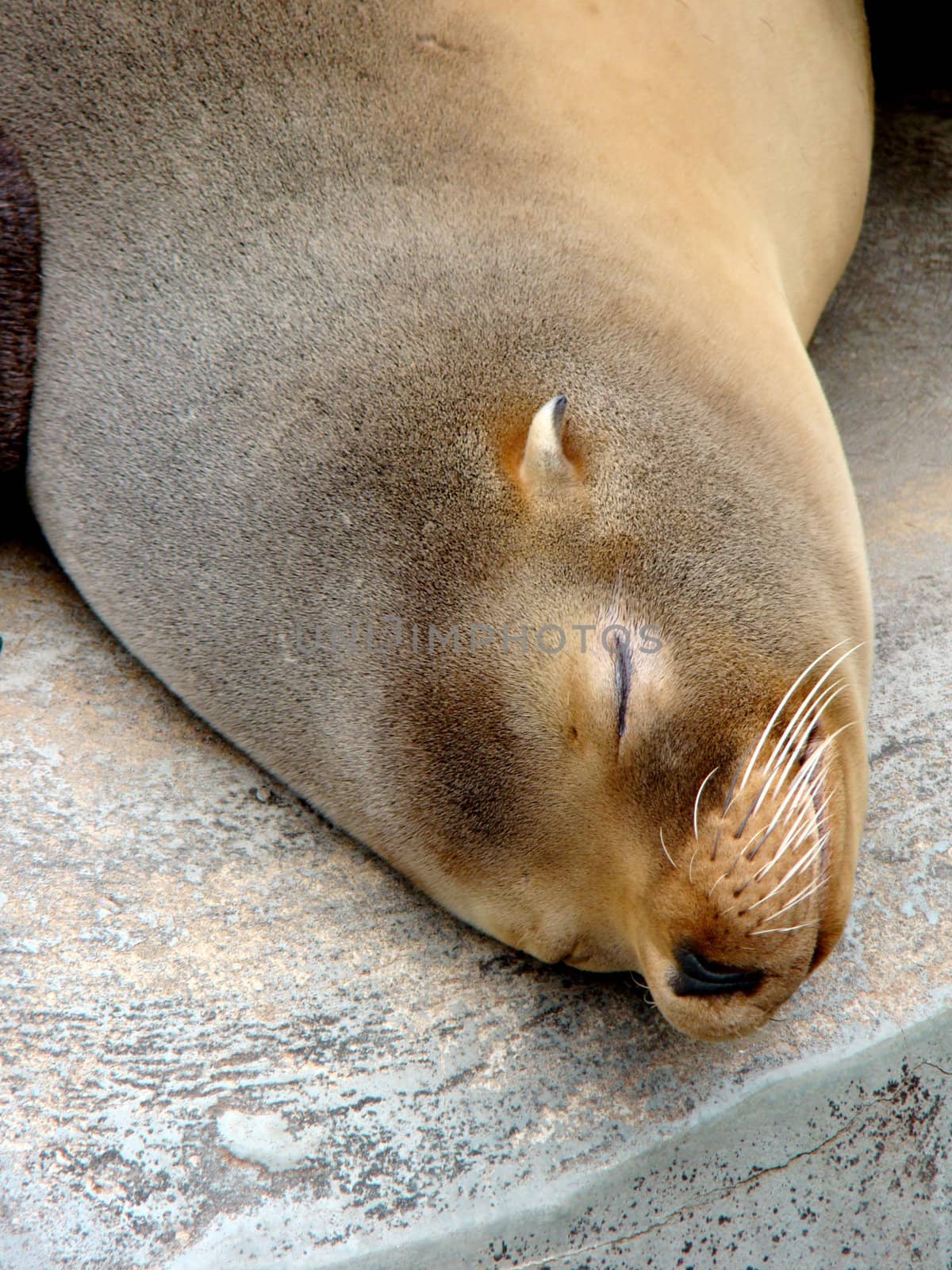 braun seal sleeping on rock