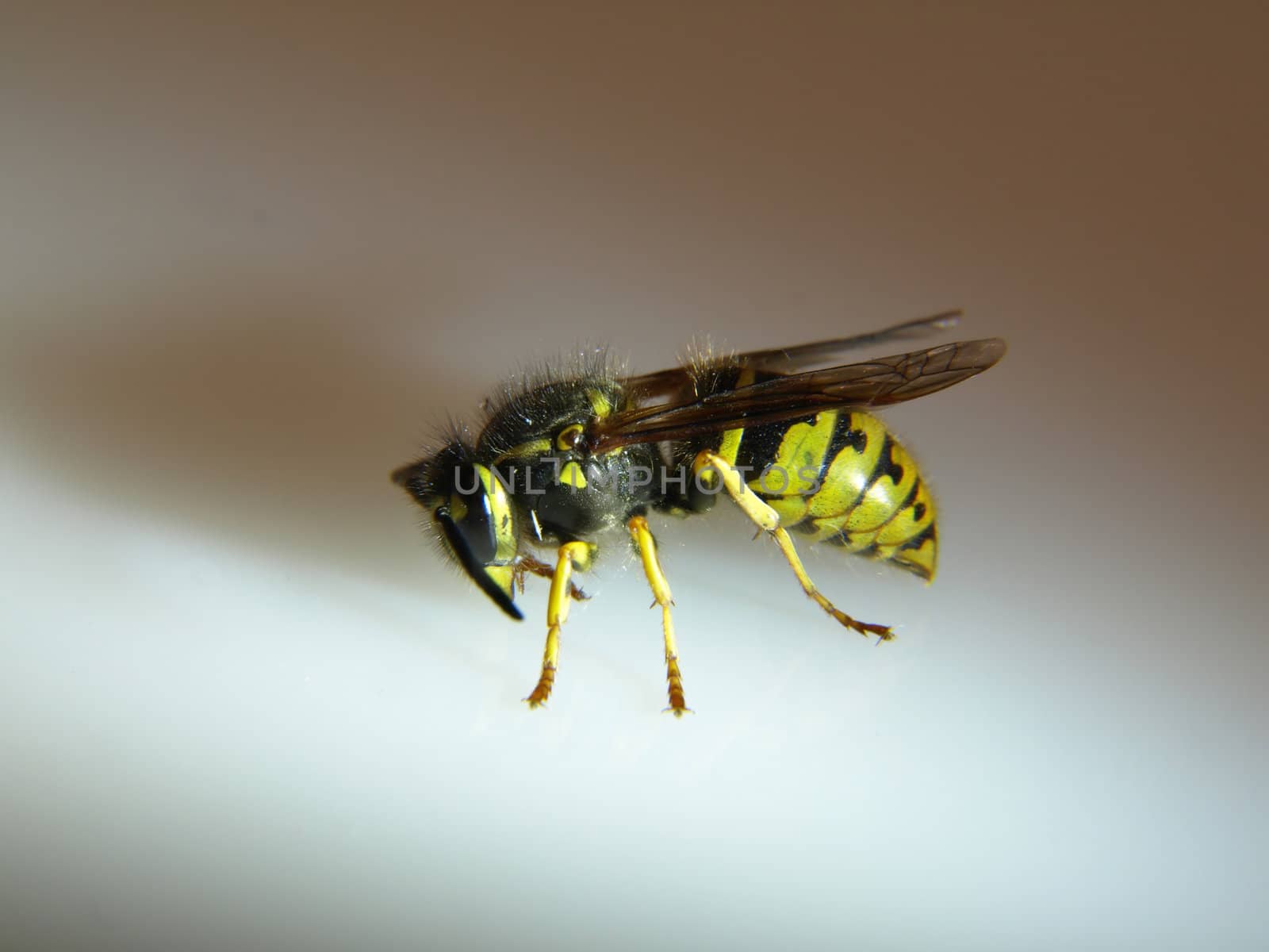 Close up side view of a live yellow jacket isolated in studio.
