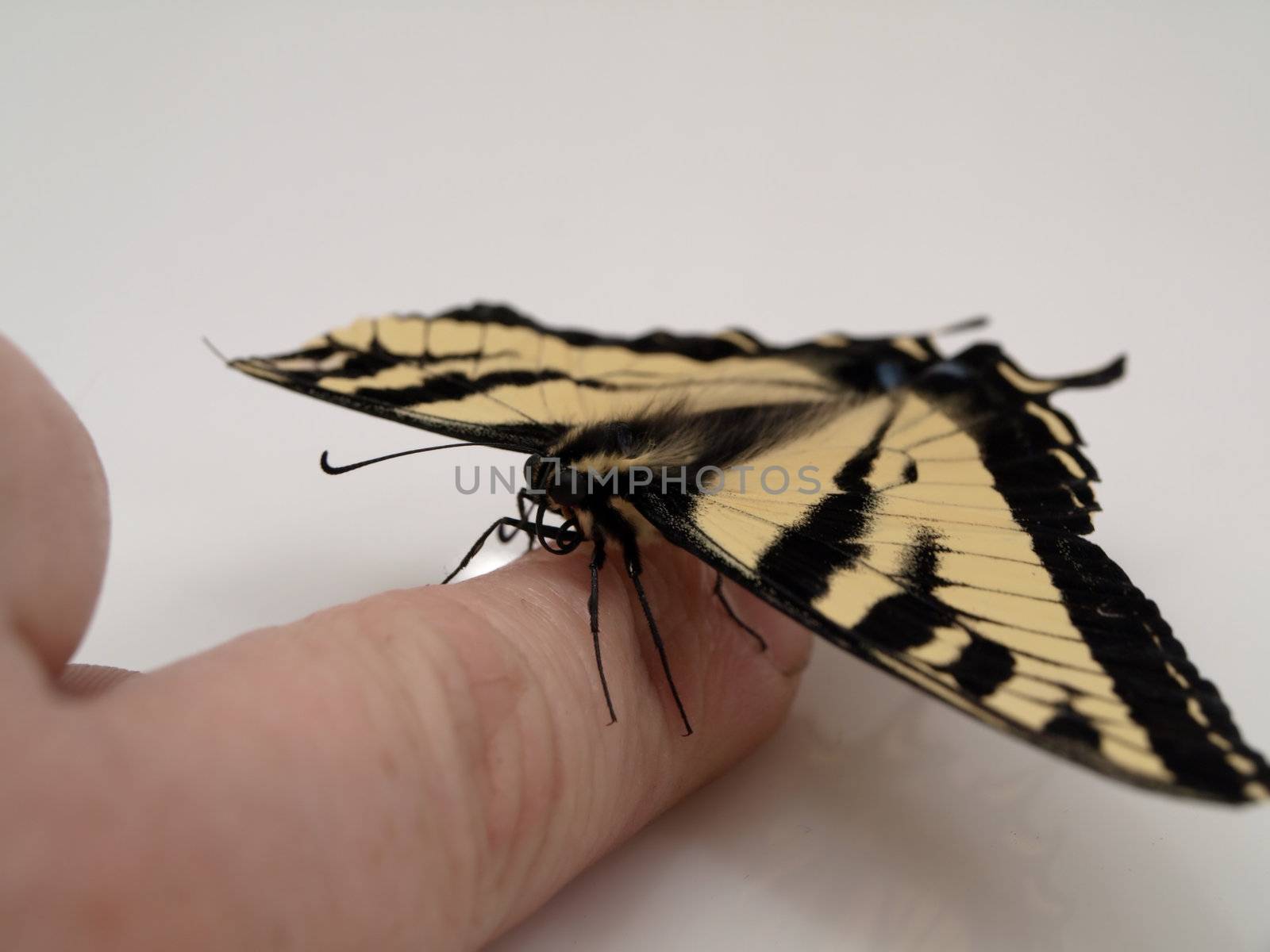 A Swallowtail Butterfly resting on a finger