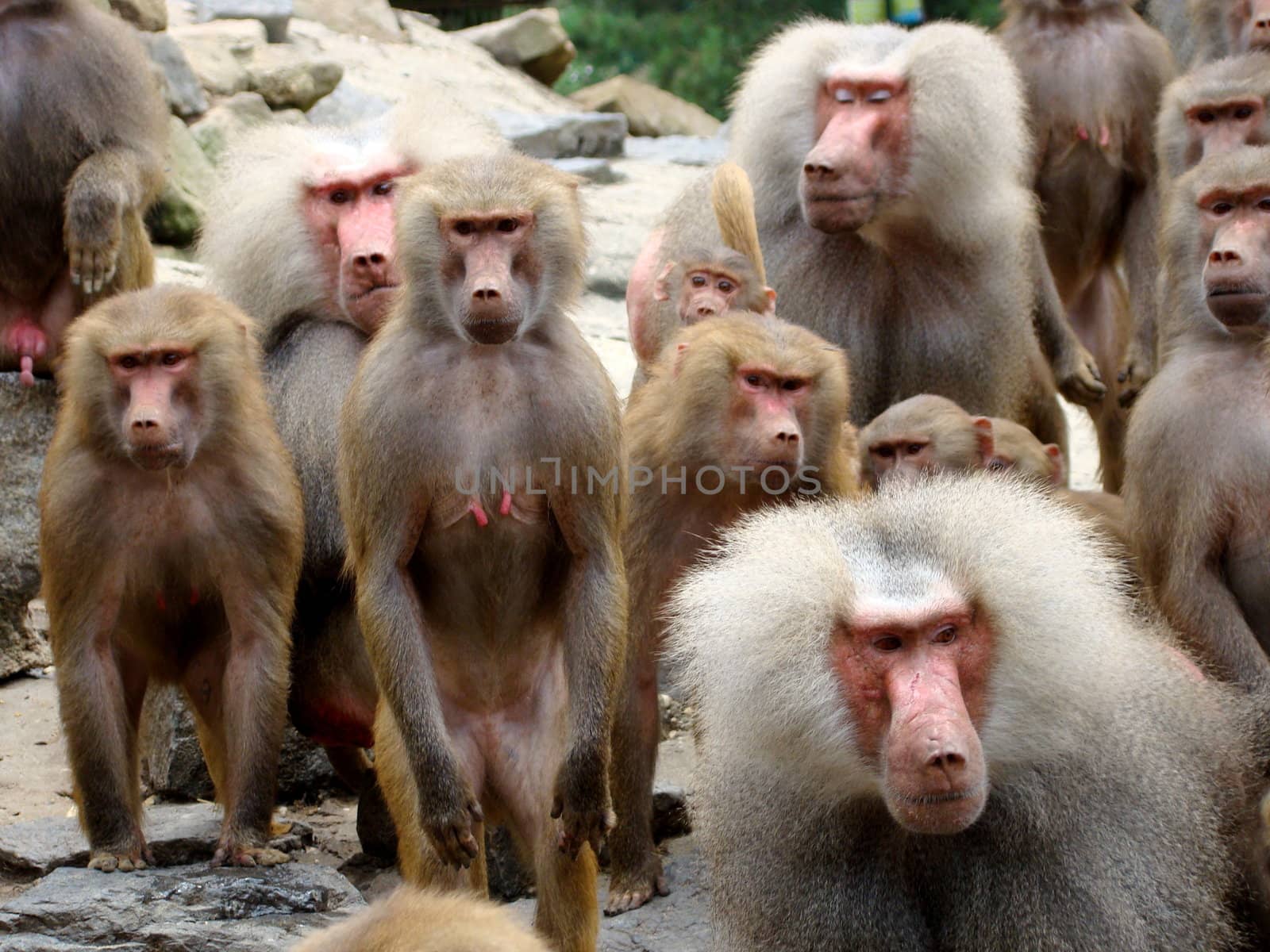 baboons by elvira334