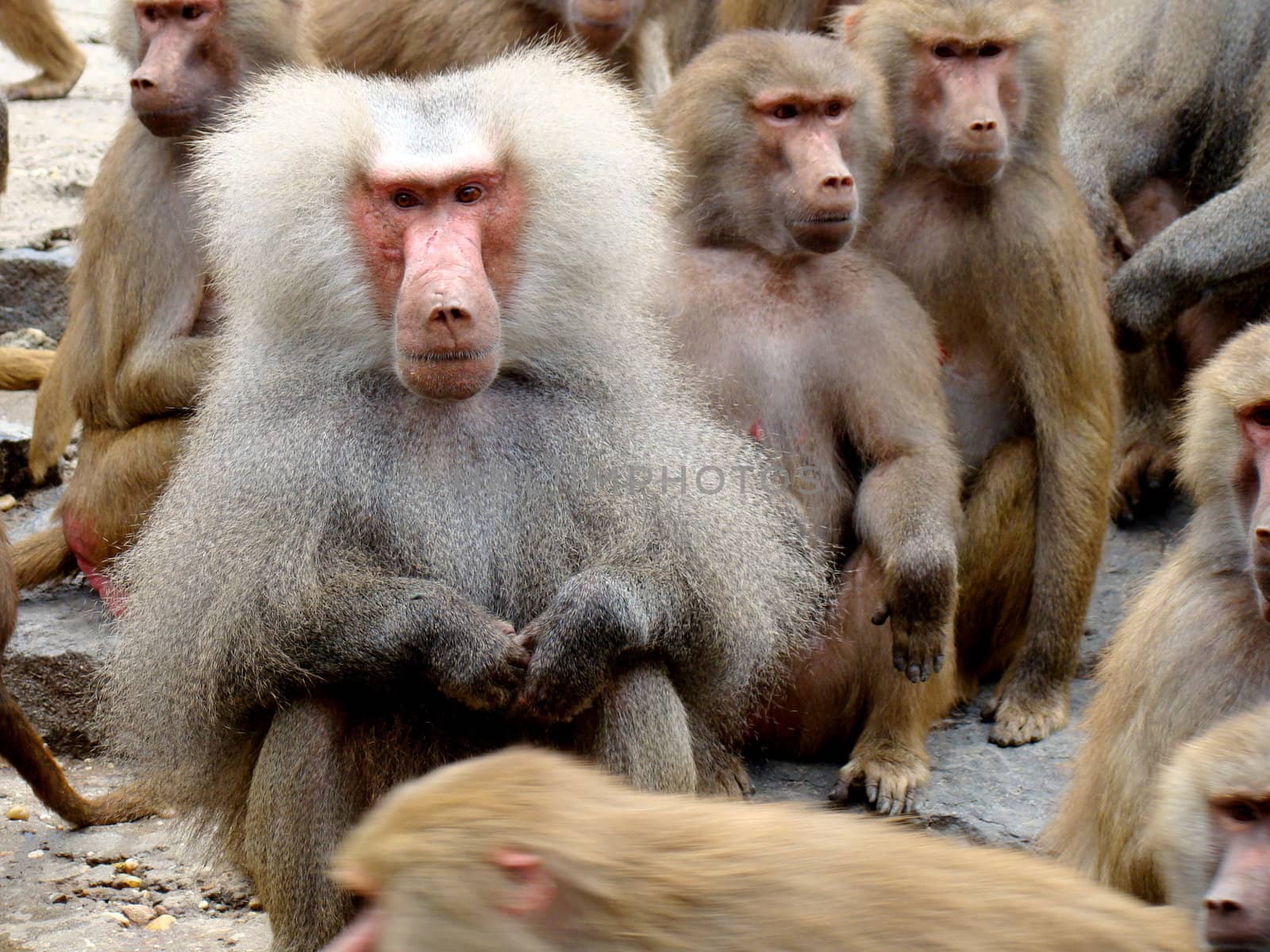 baboons on rocks waitng foor food