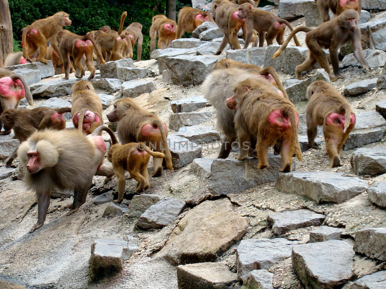 baboons on rocks lookig for  food