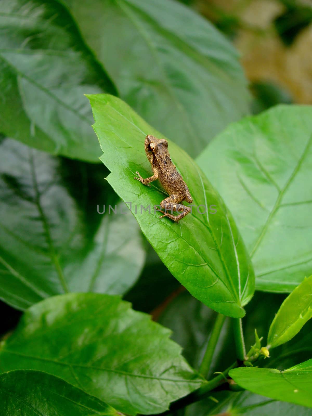 baby frog sitting on green leaf