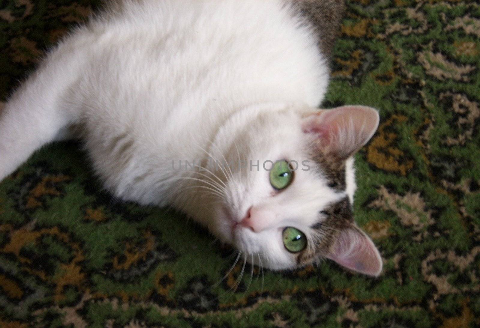 The green-eyed white cat lies on a carpet