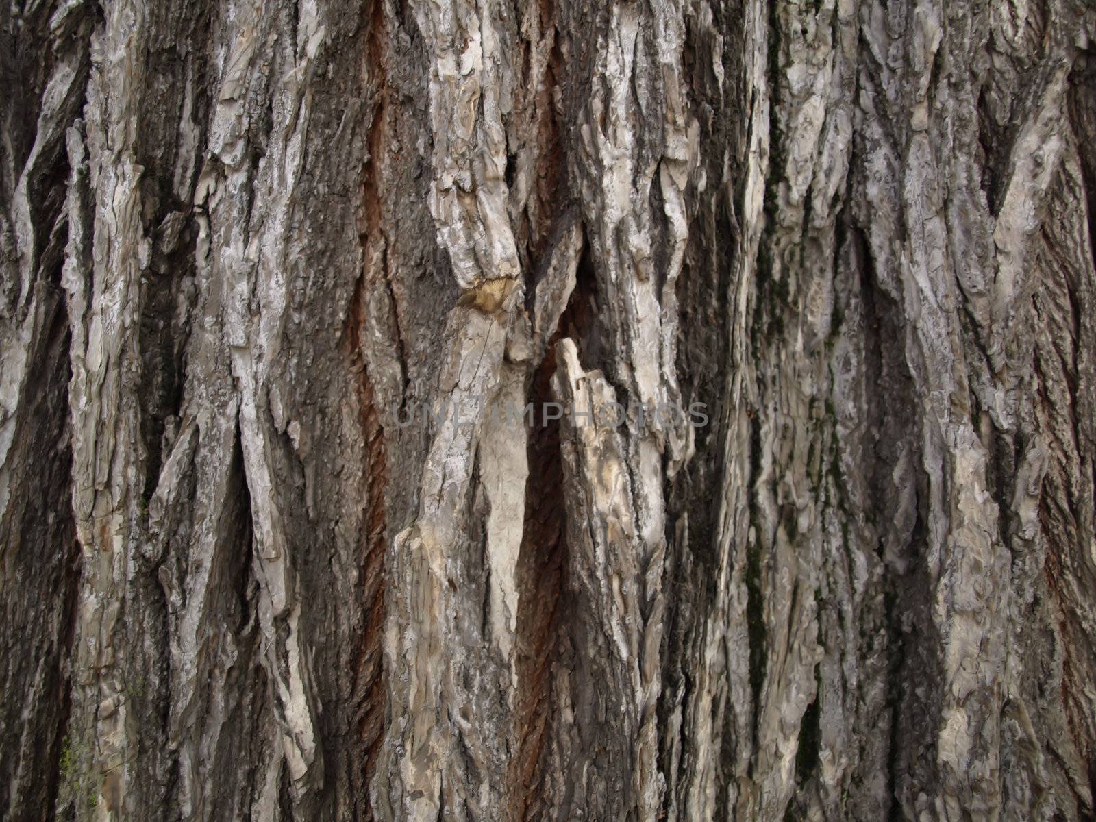 Tree Bark Background by RGebbiePhoto