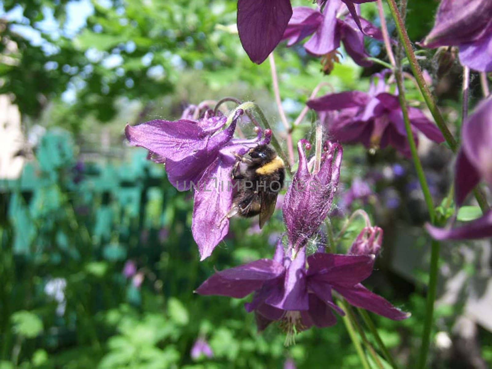 Bumblebee on a flower. Macroshooting.
