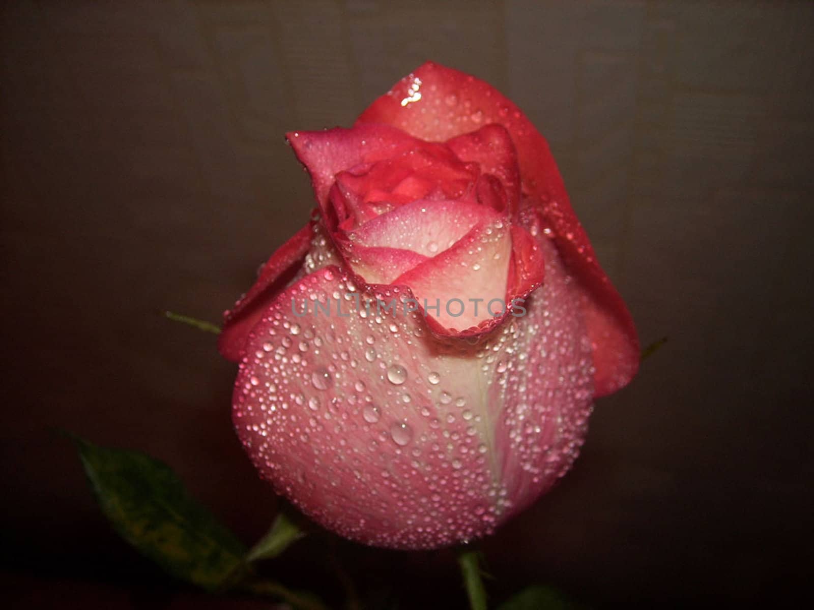 a pink rose, a gift