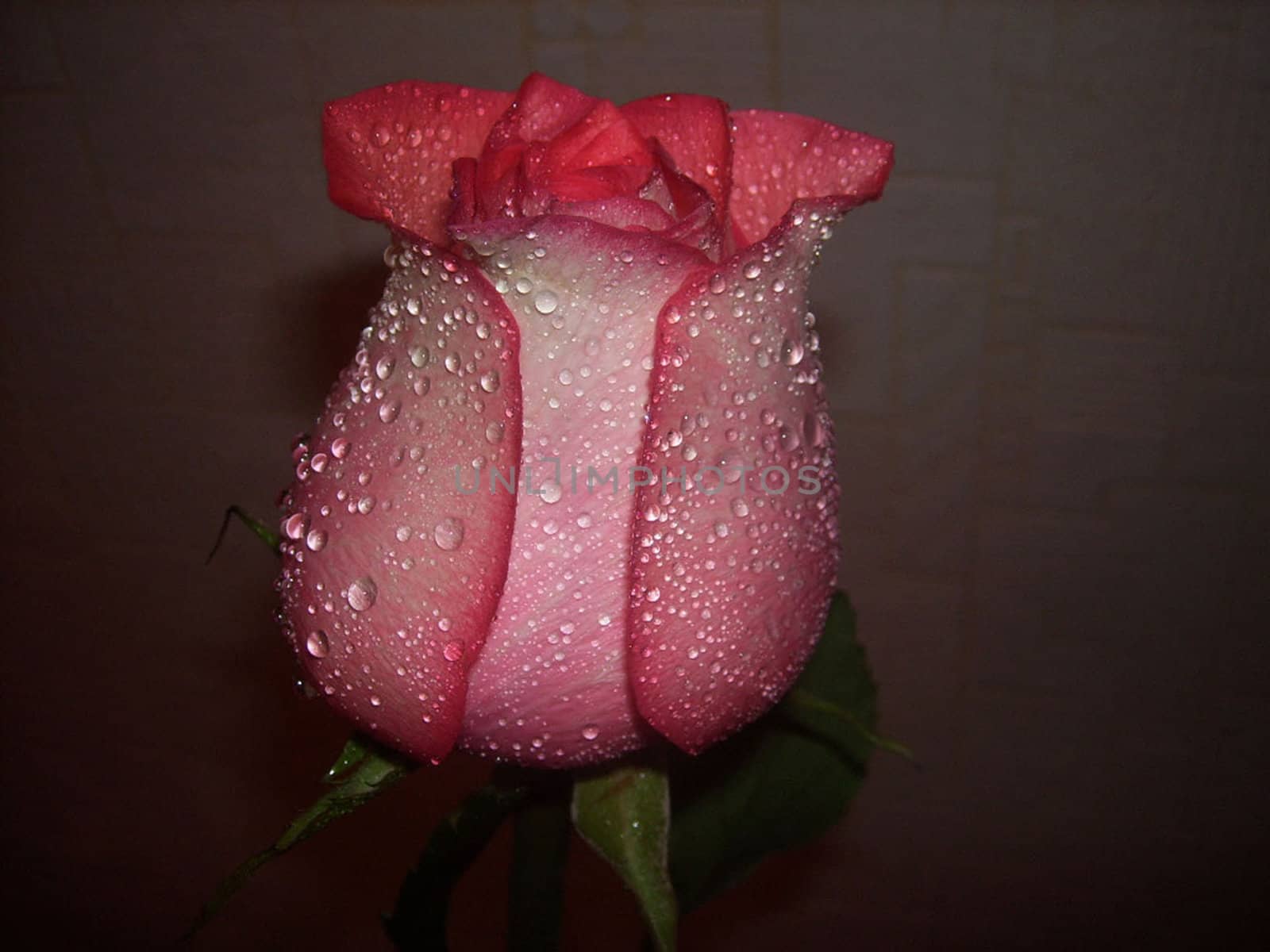 a pink rose, a gift