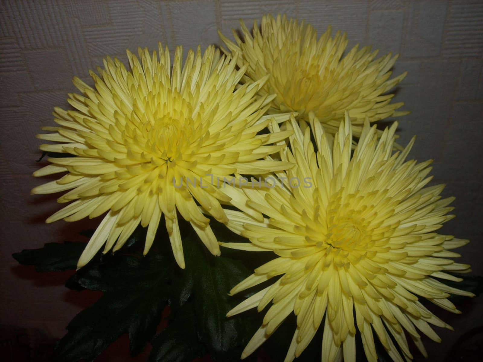 a bouquet of yellow chrysanthemums