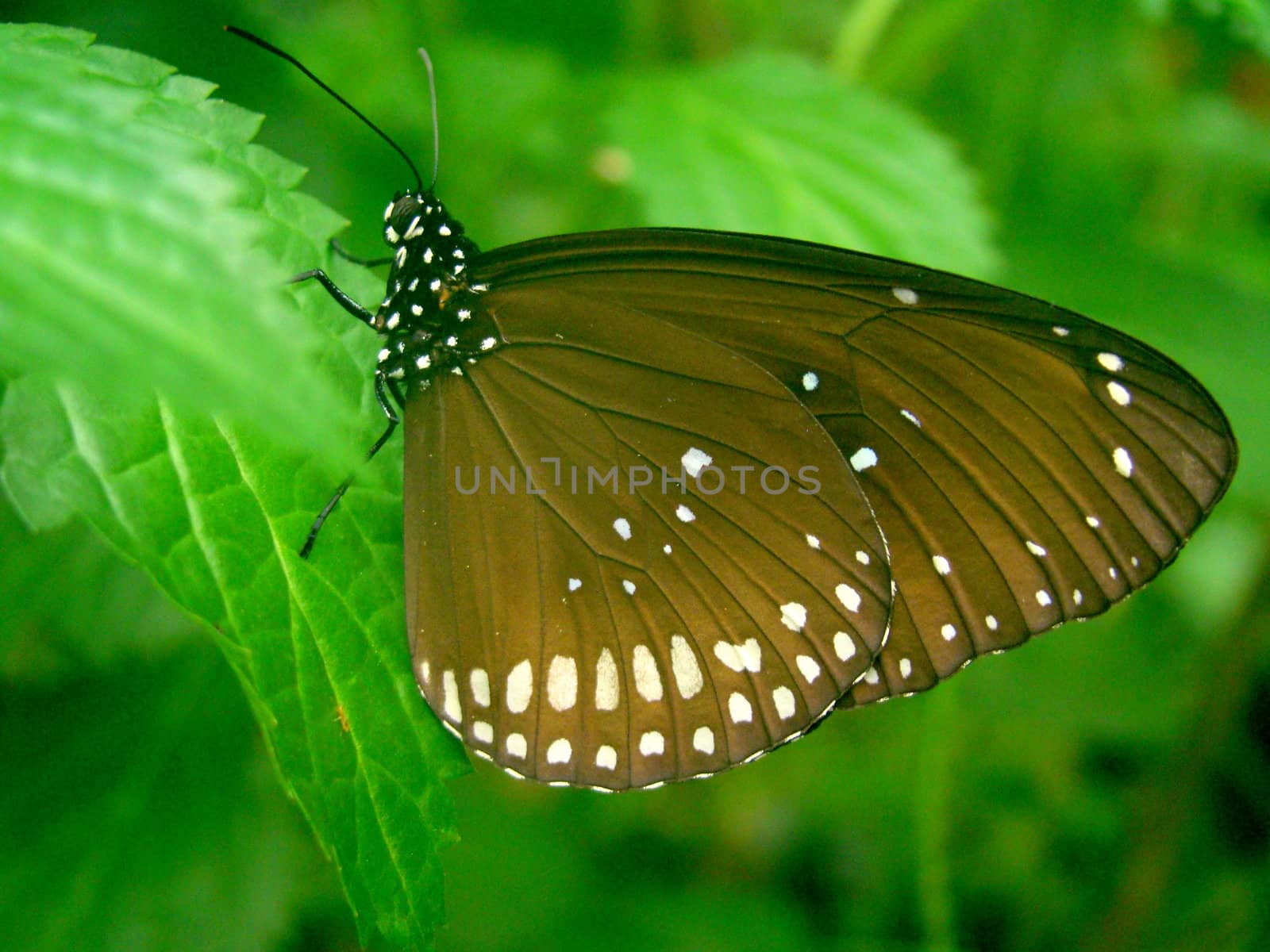 brown butterfly with white speckles