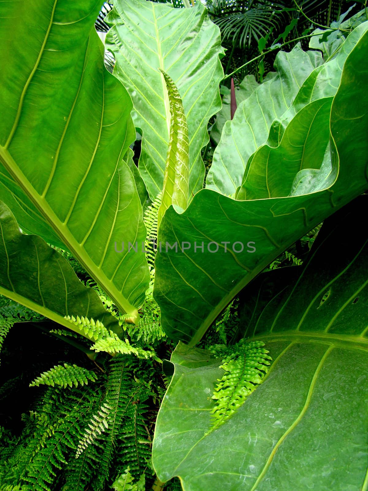 big exotic green plant