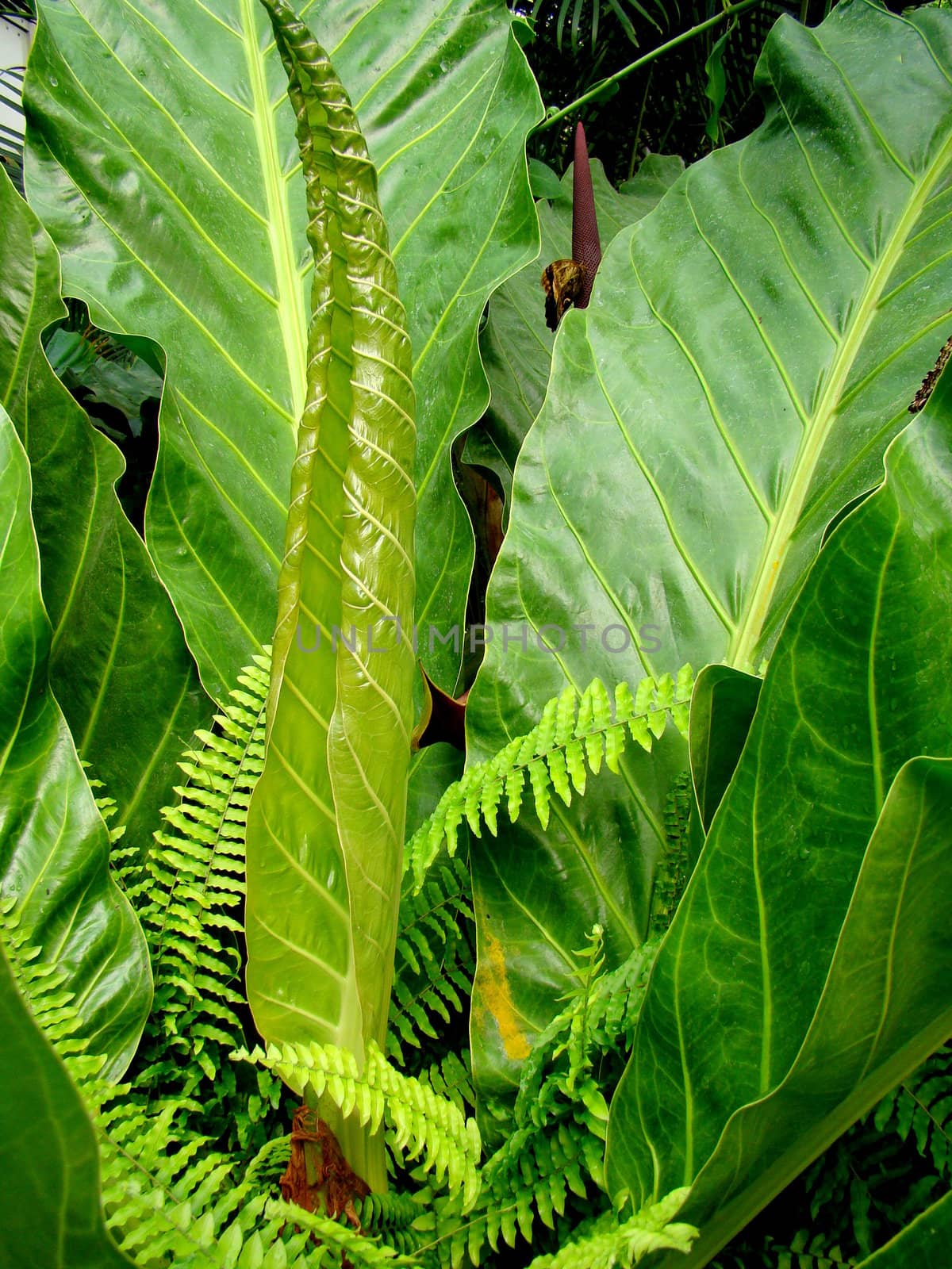 big exotic green plant