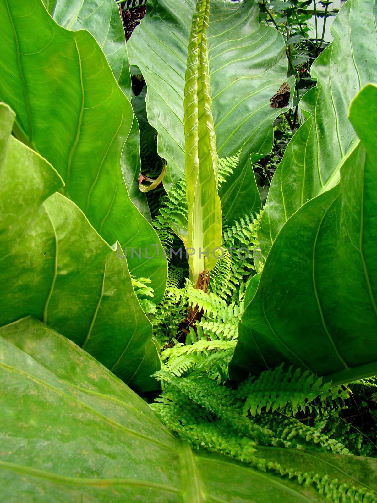 big exotic green plant