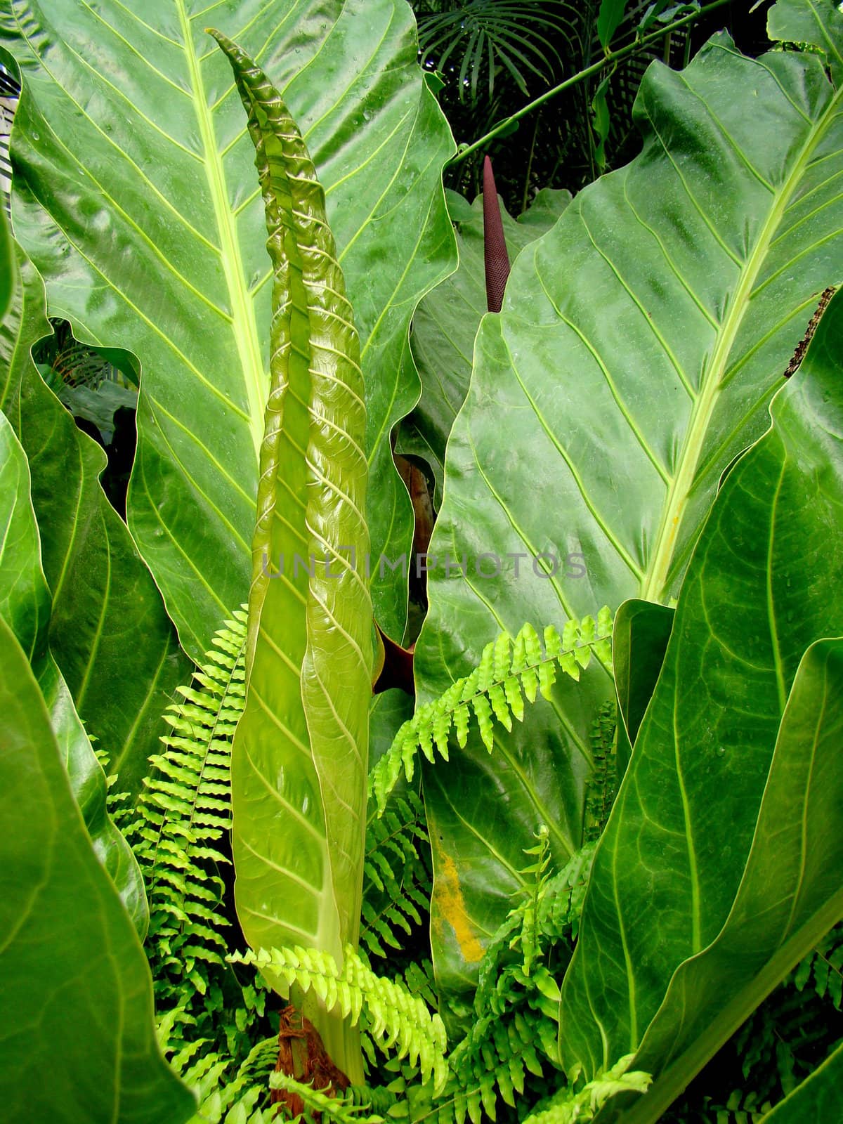big exotic green plant