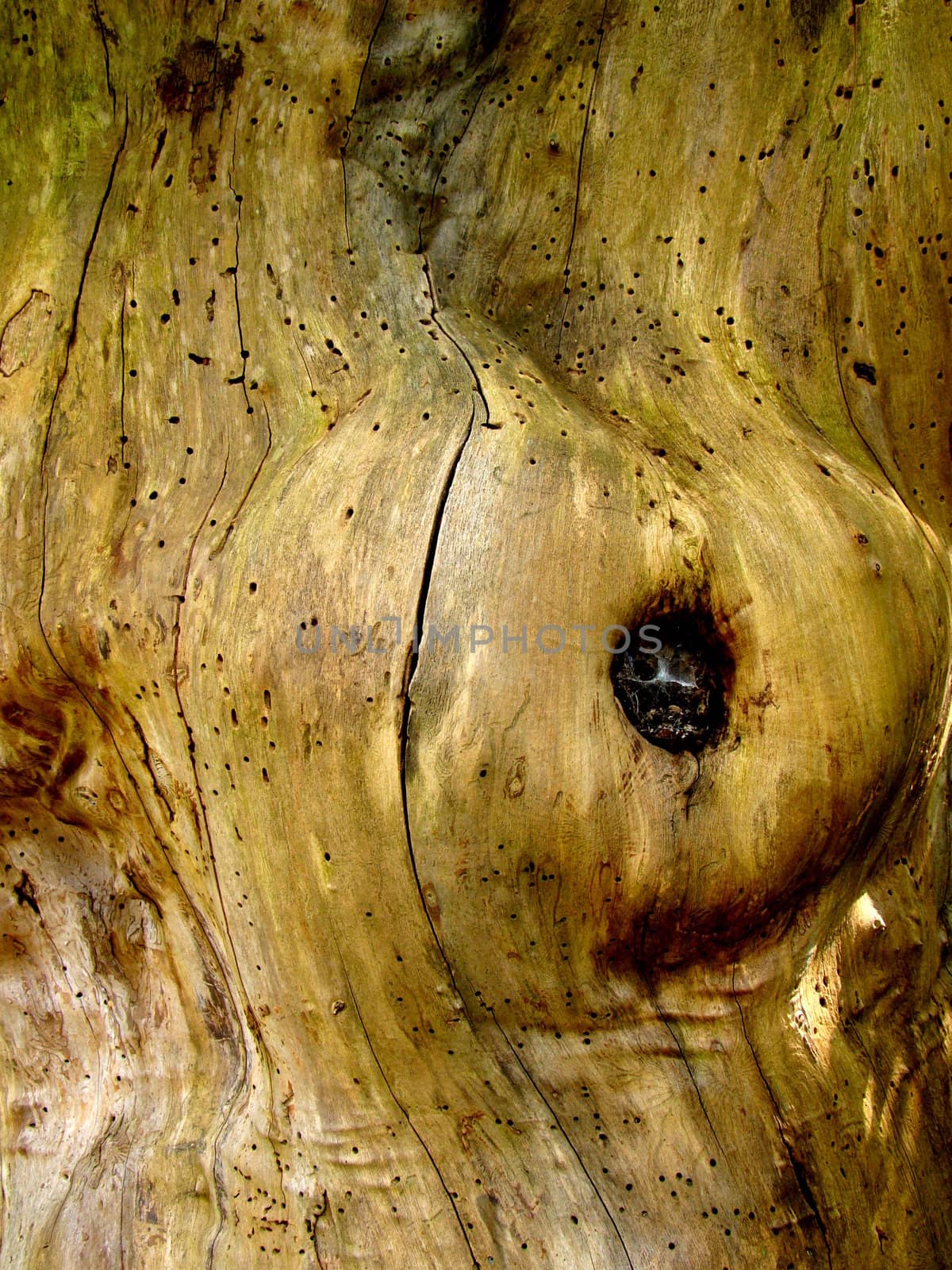 tree trunk by elvira334