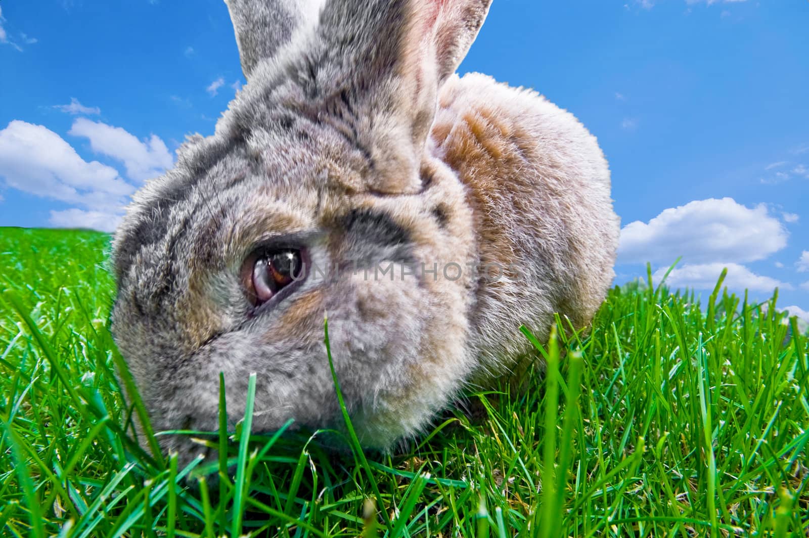 funny bunny looking at you with motion blur at the cheek from chewing grass with blue sky