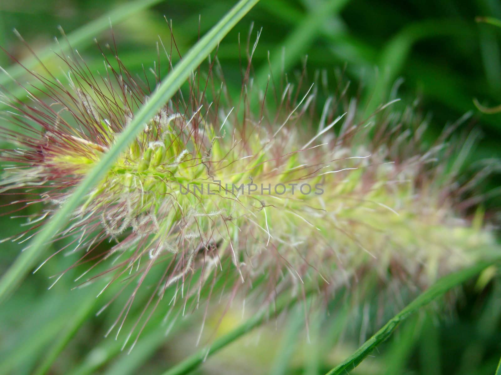 grass with seeds