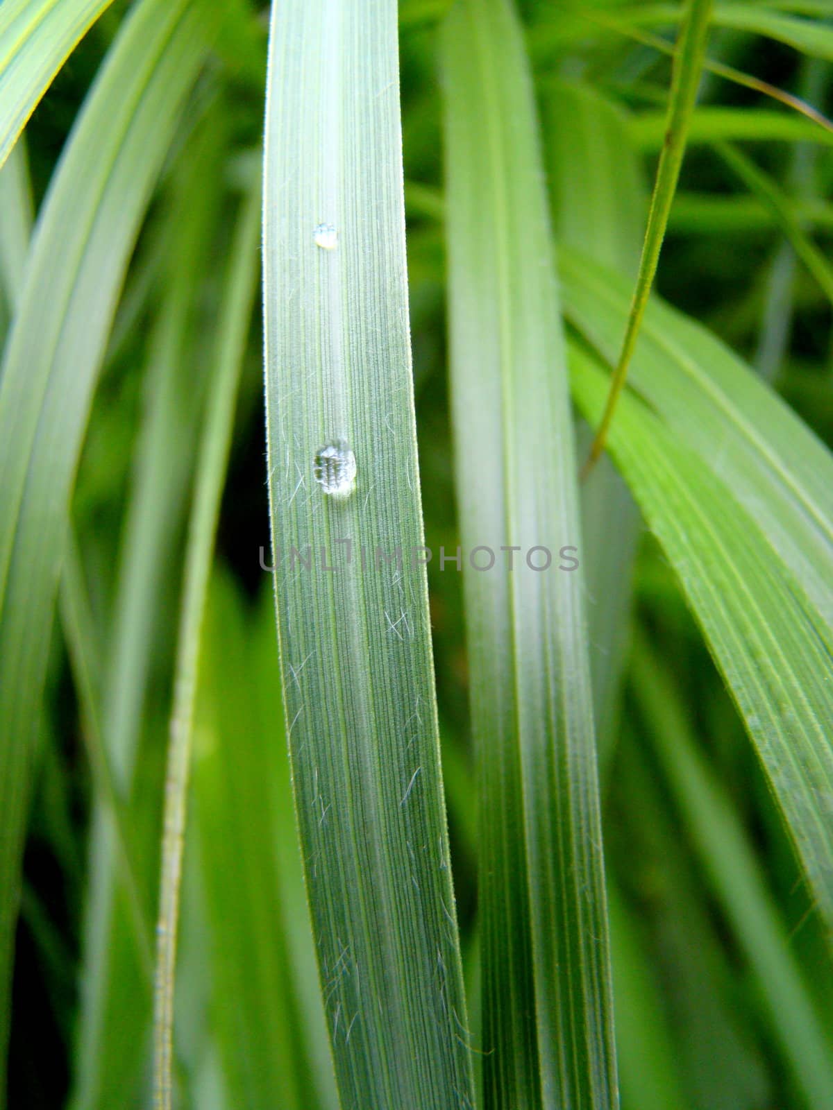 grass with one drop water up close