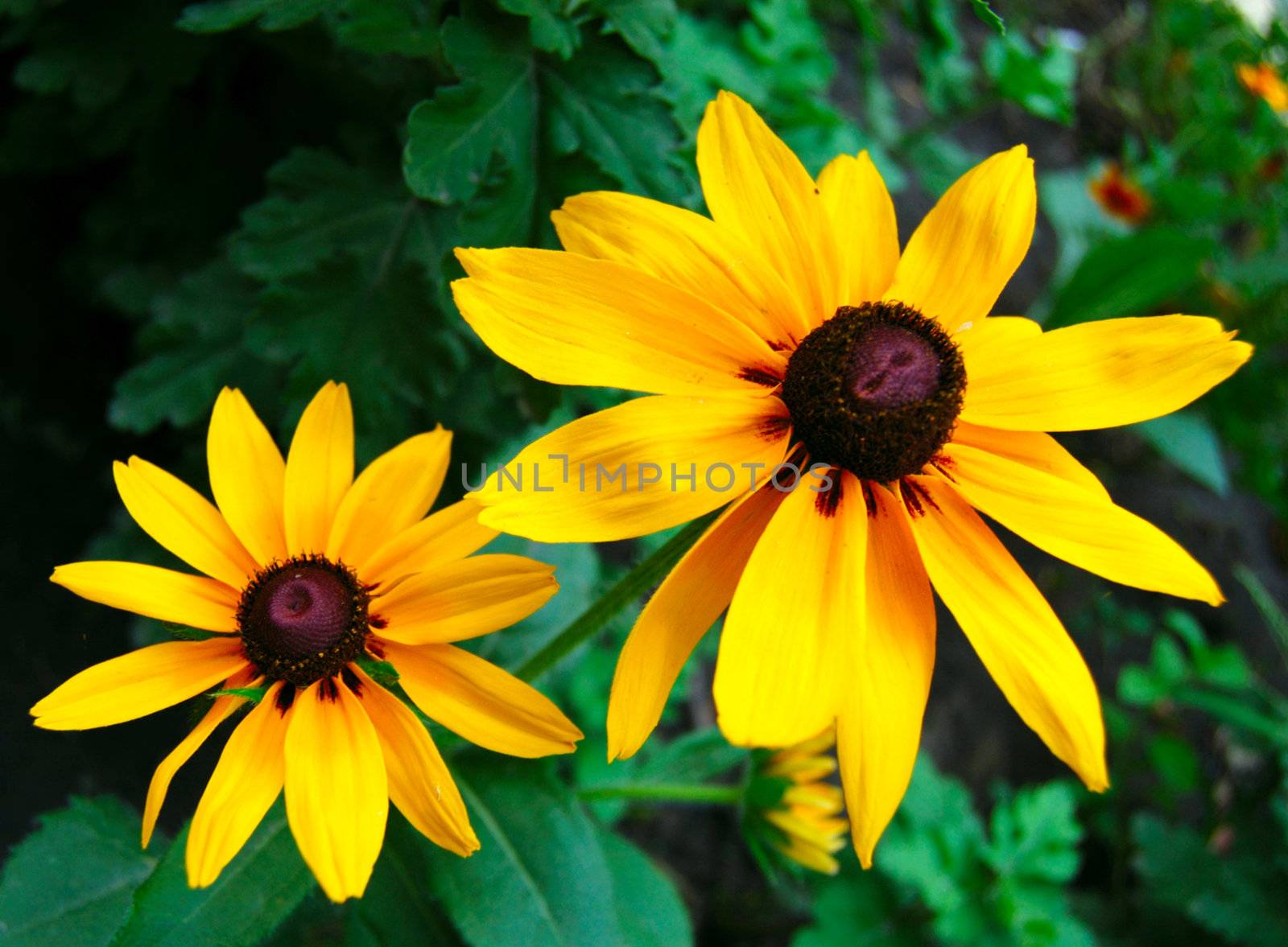 two yellow flowers in the garden (wide angle)