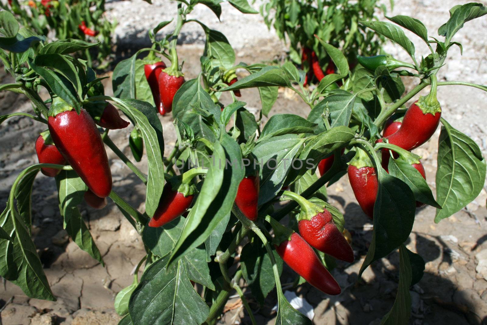 Red Hot Chillies by keki