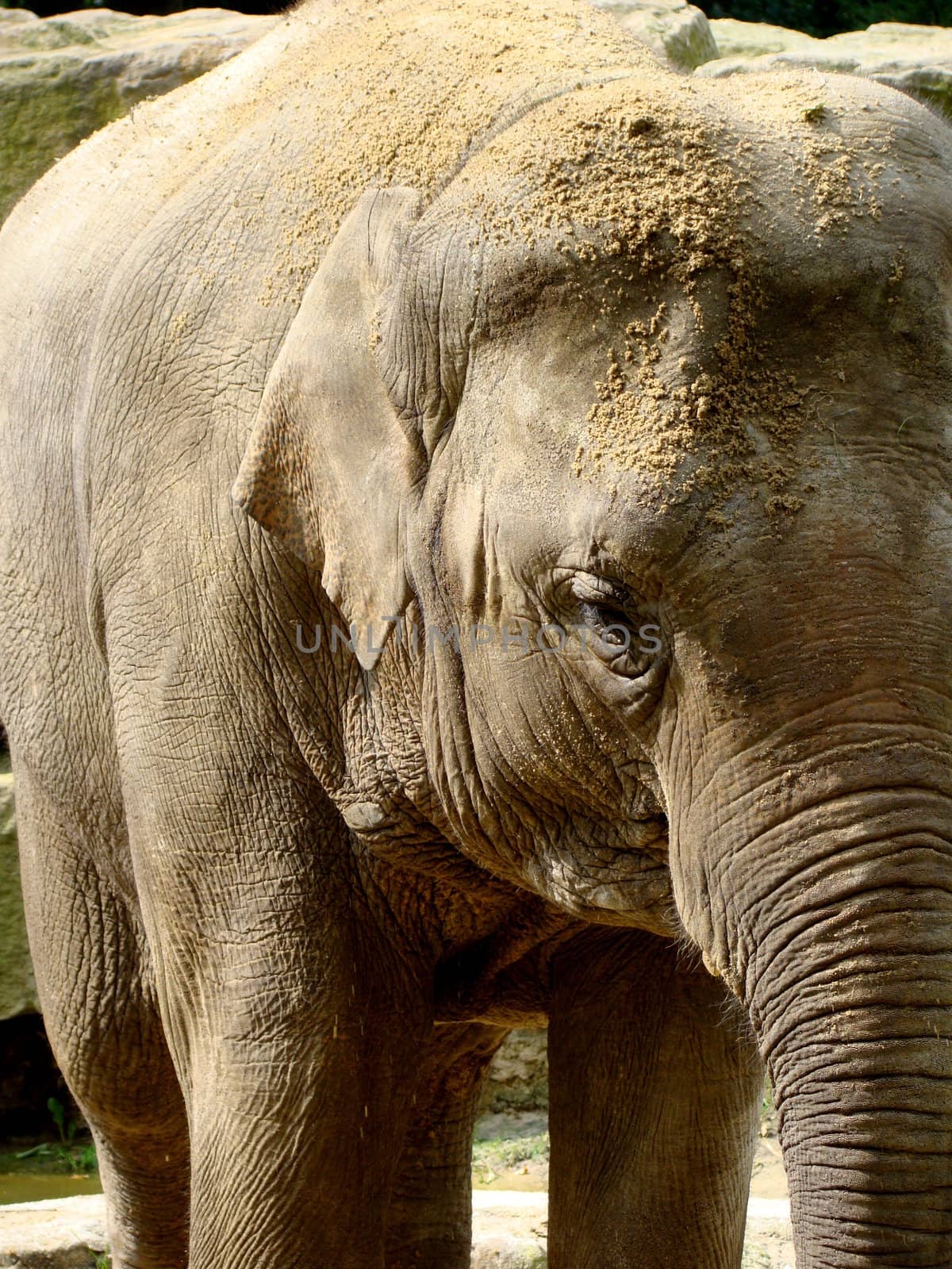 asian elephant after sand bath