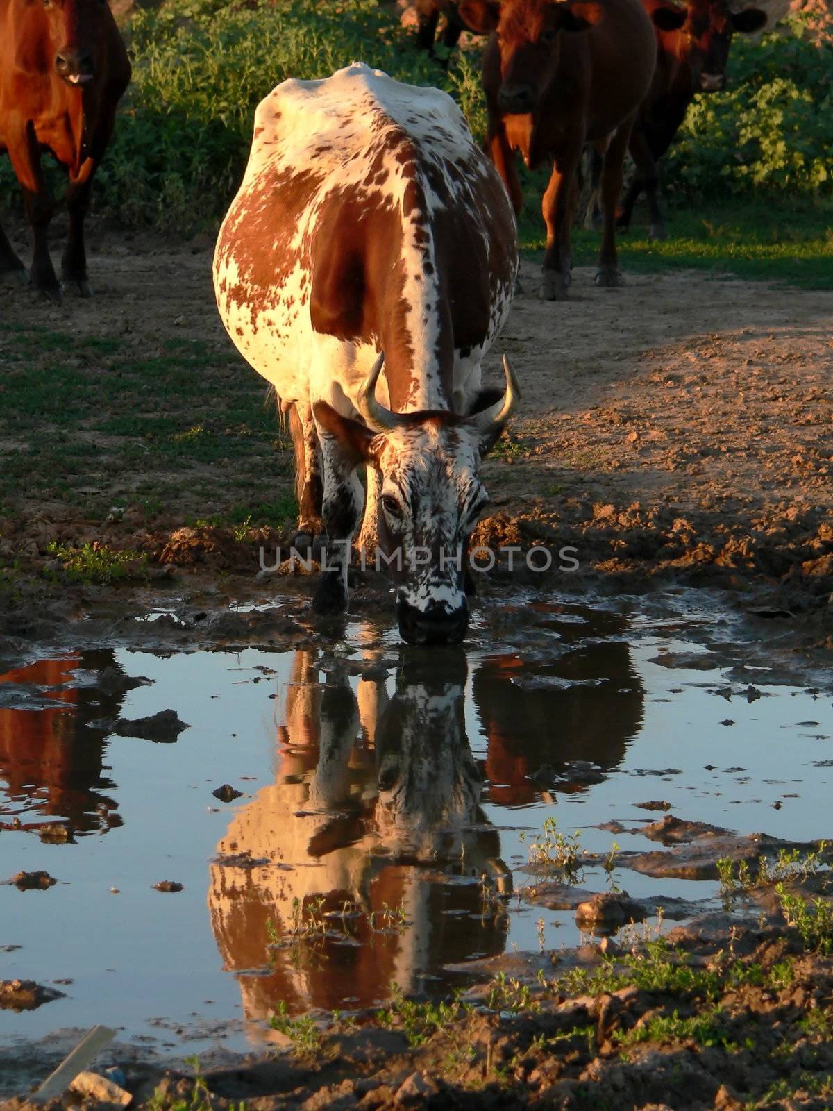 Cow beside puddles in the evening 2