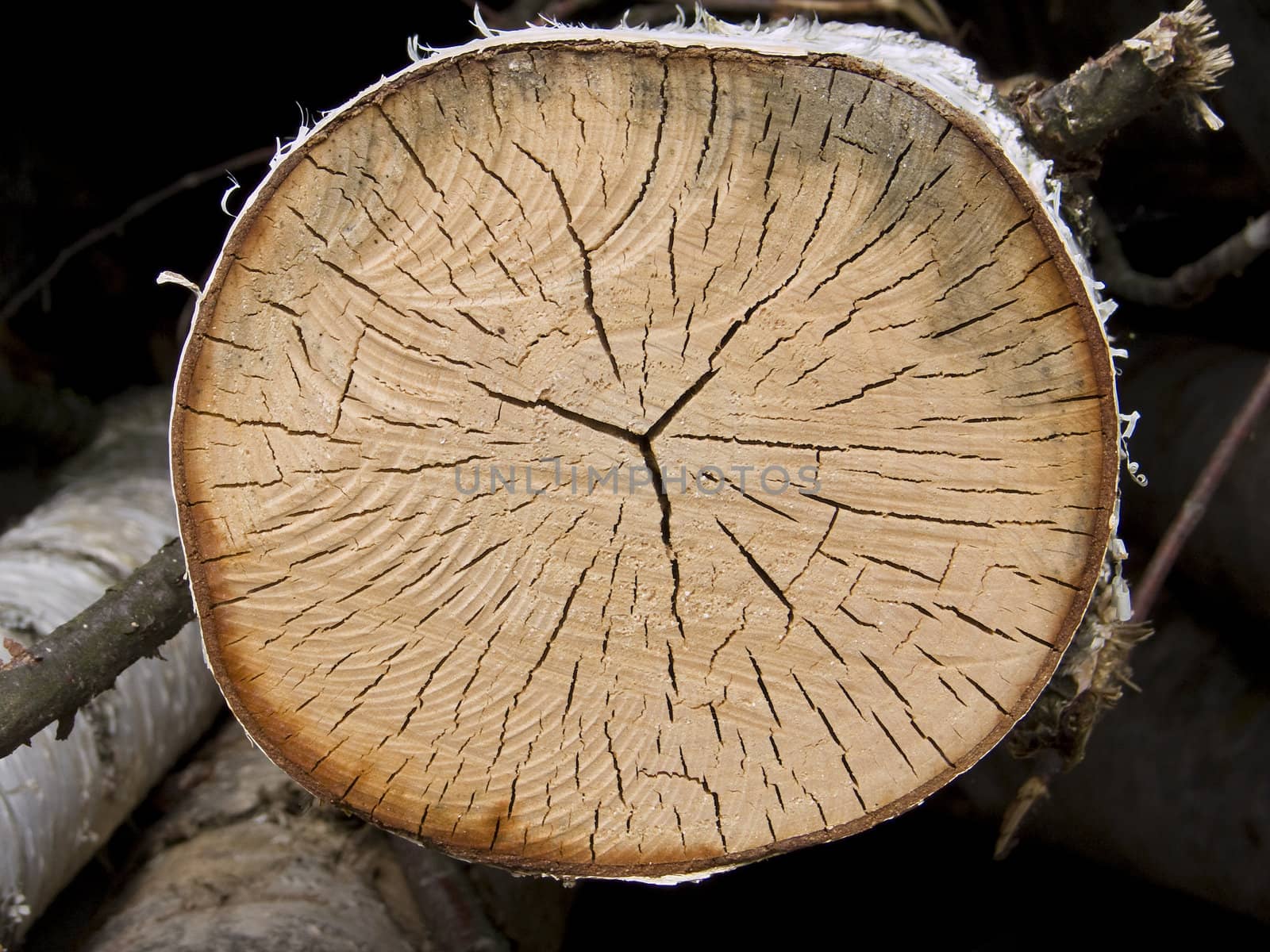 Cross section of a tree with annual rings