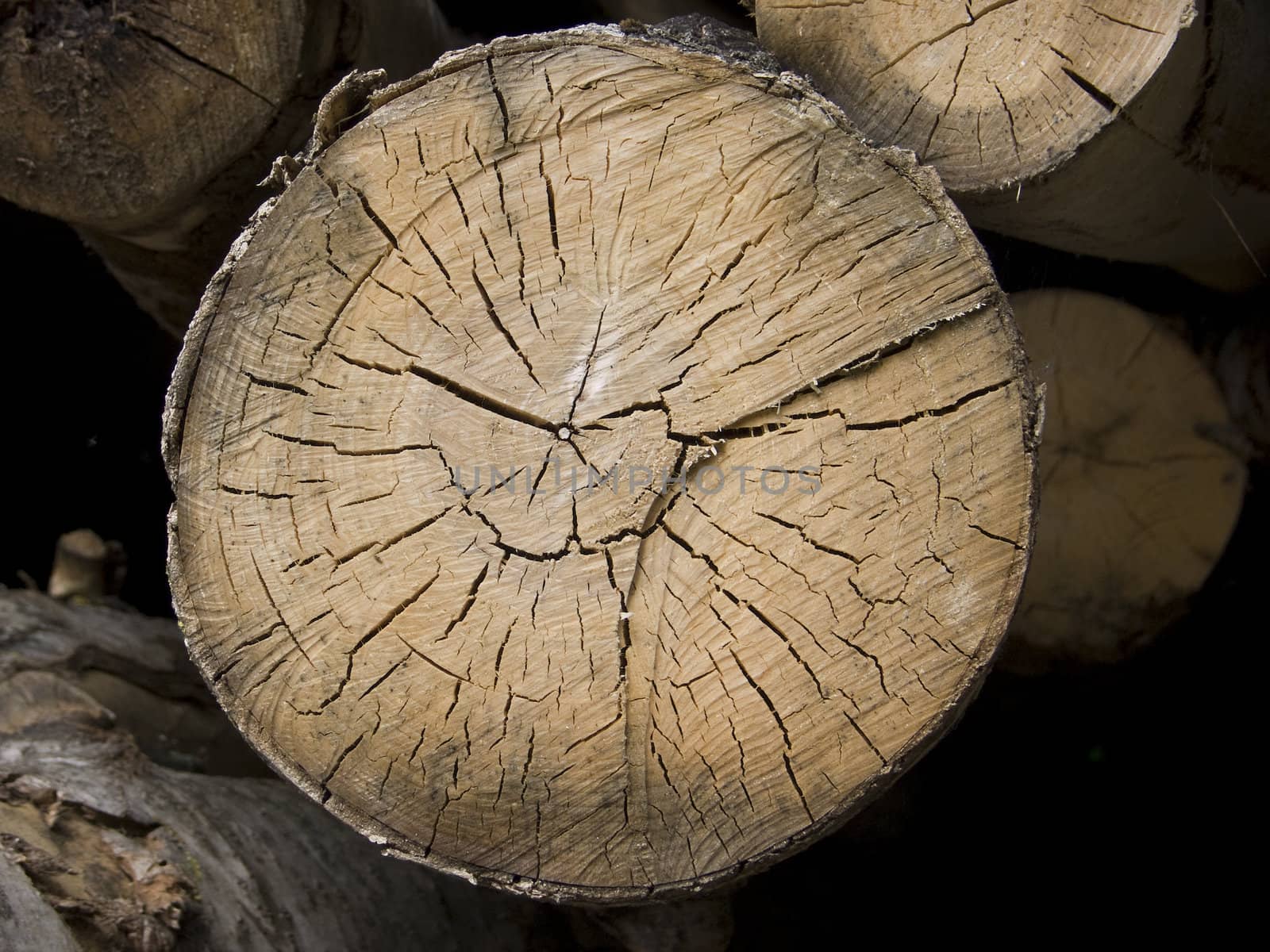 Cross section of a tree with annual rings