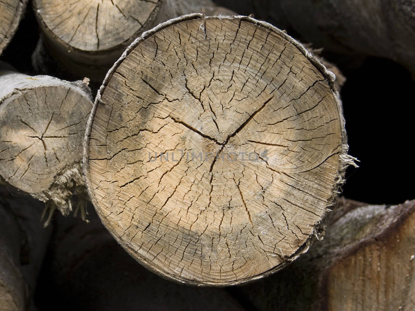 Cross section of a tree with annual rings