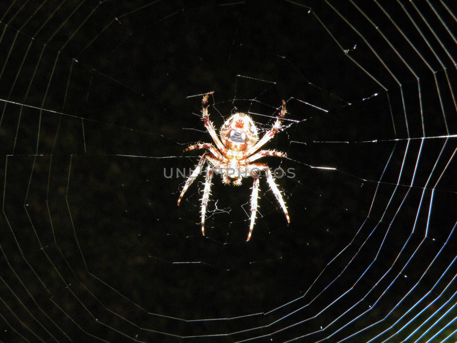 a large scary spider by photosbyrob