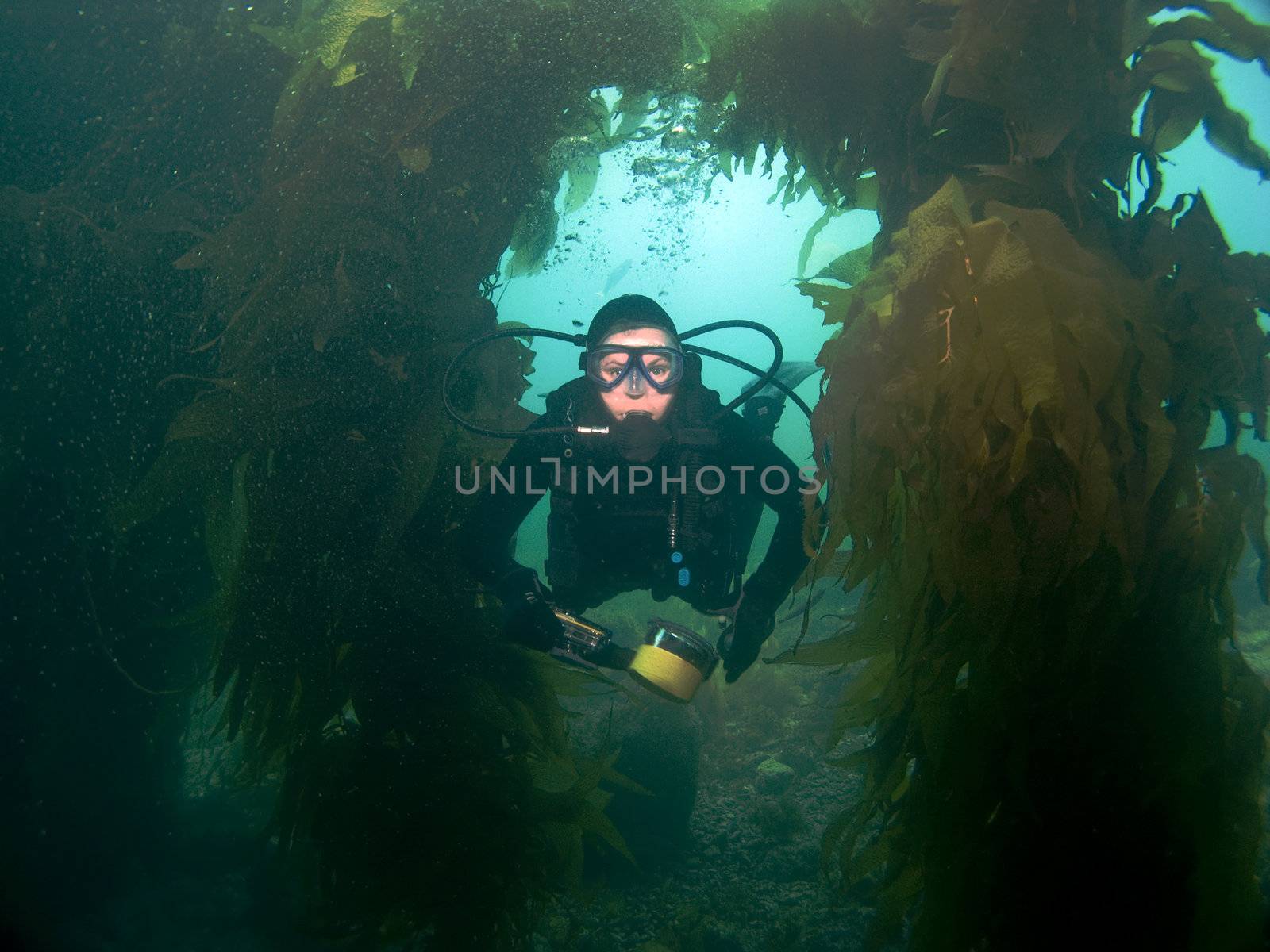 Scuba Diver swims through the Kelp towards the Camera