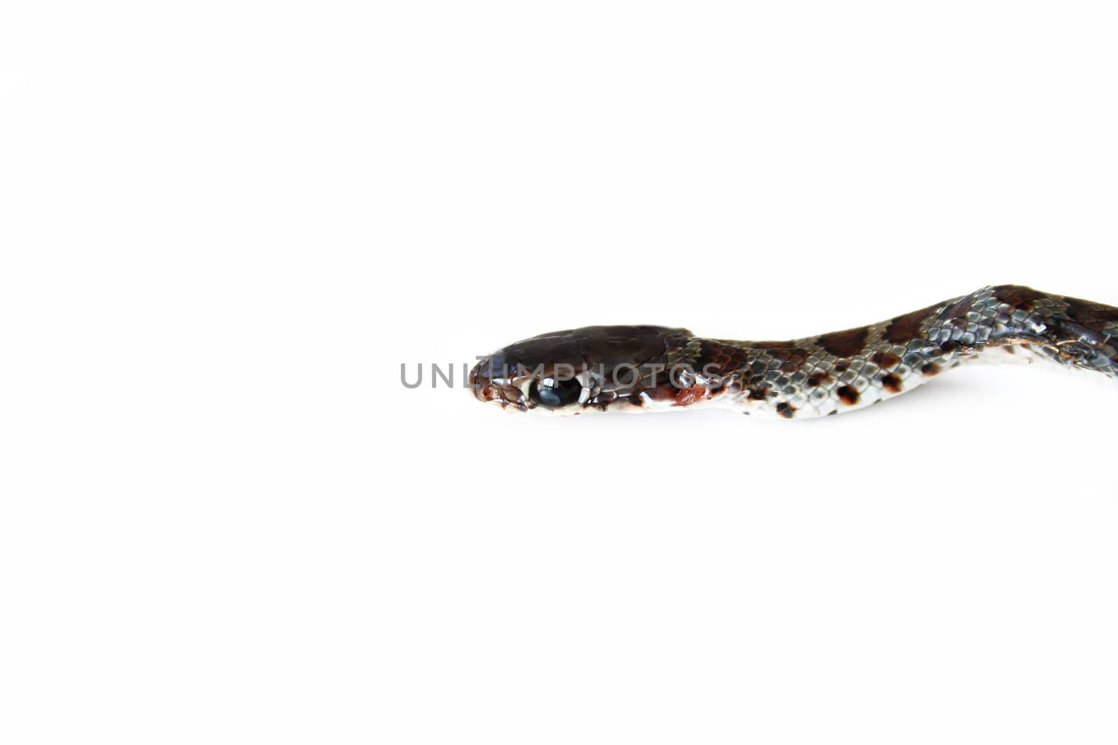A snake isolated on a white background.
