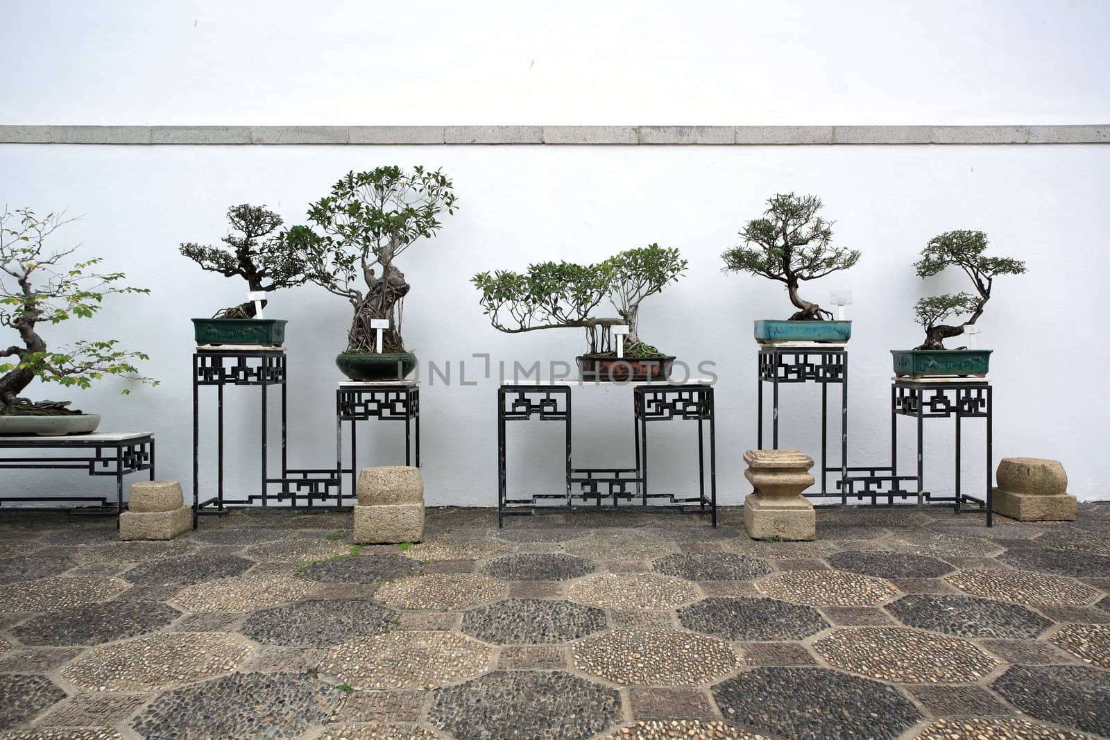bonsai in a chinese style garden by leungchopan