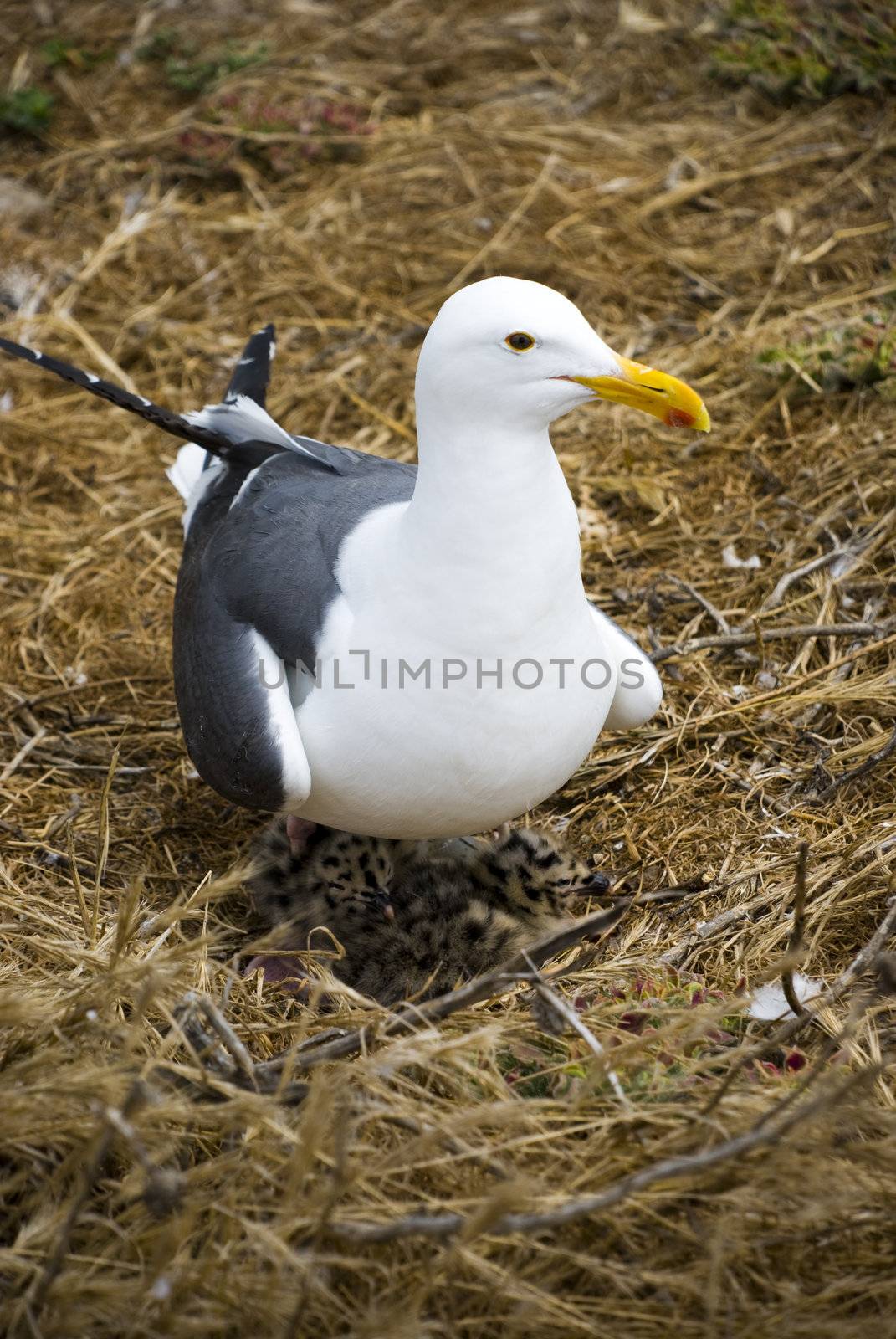 Nesting sea gull