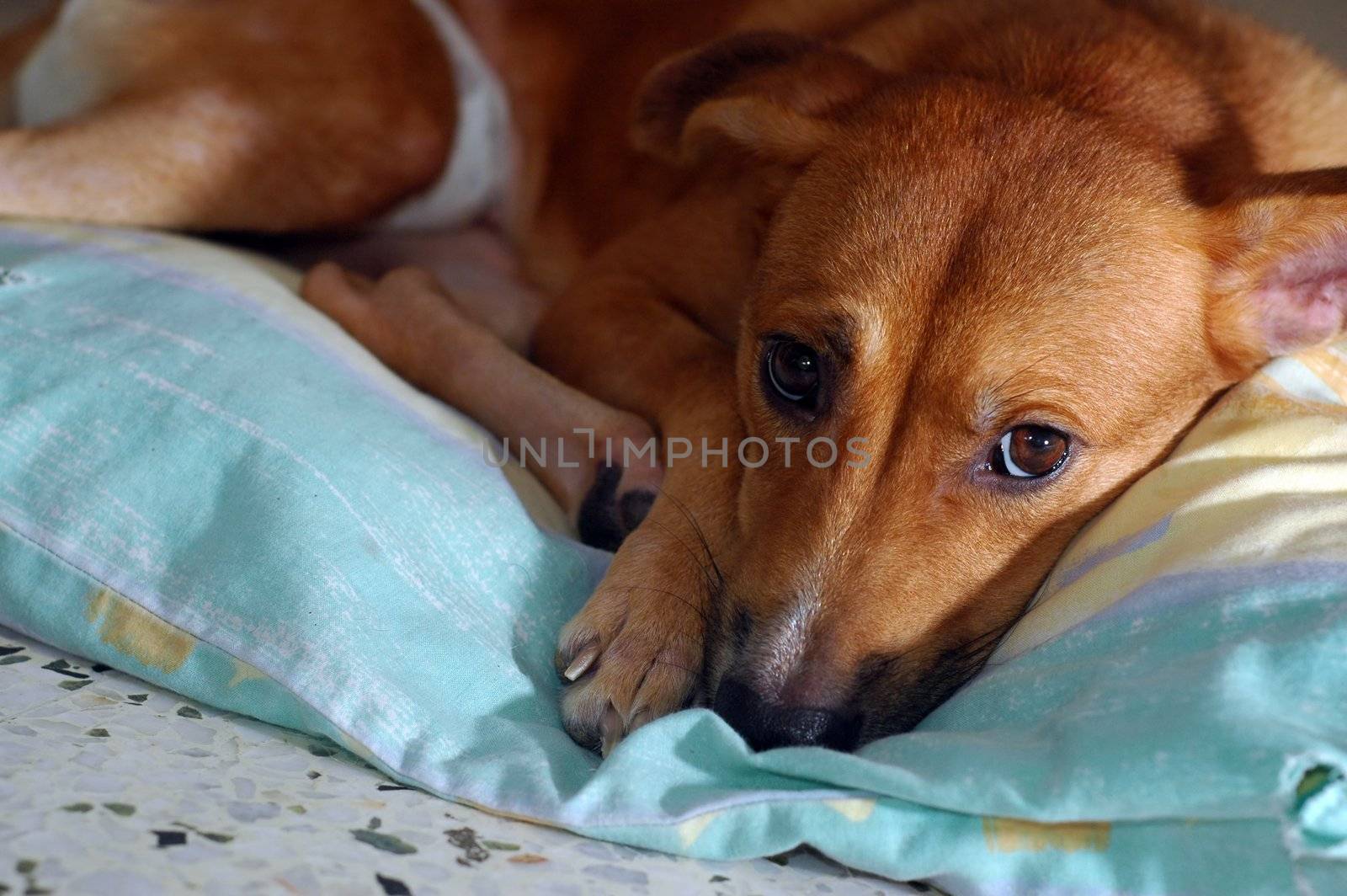 A cute brown sleepy puppy on his pillow
