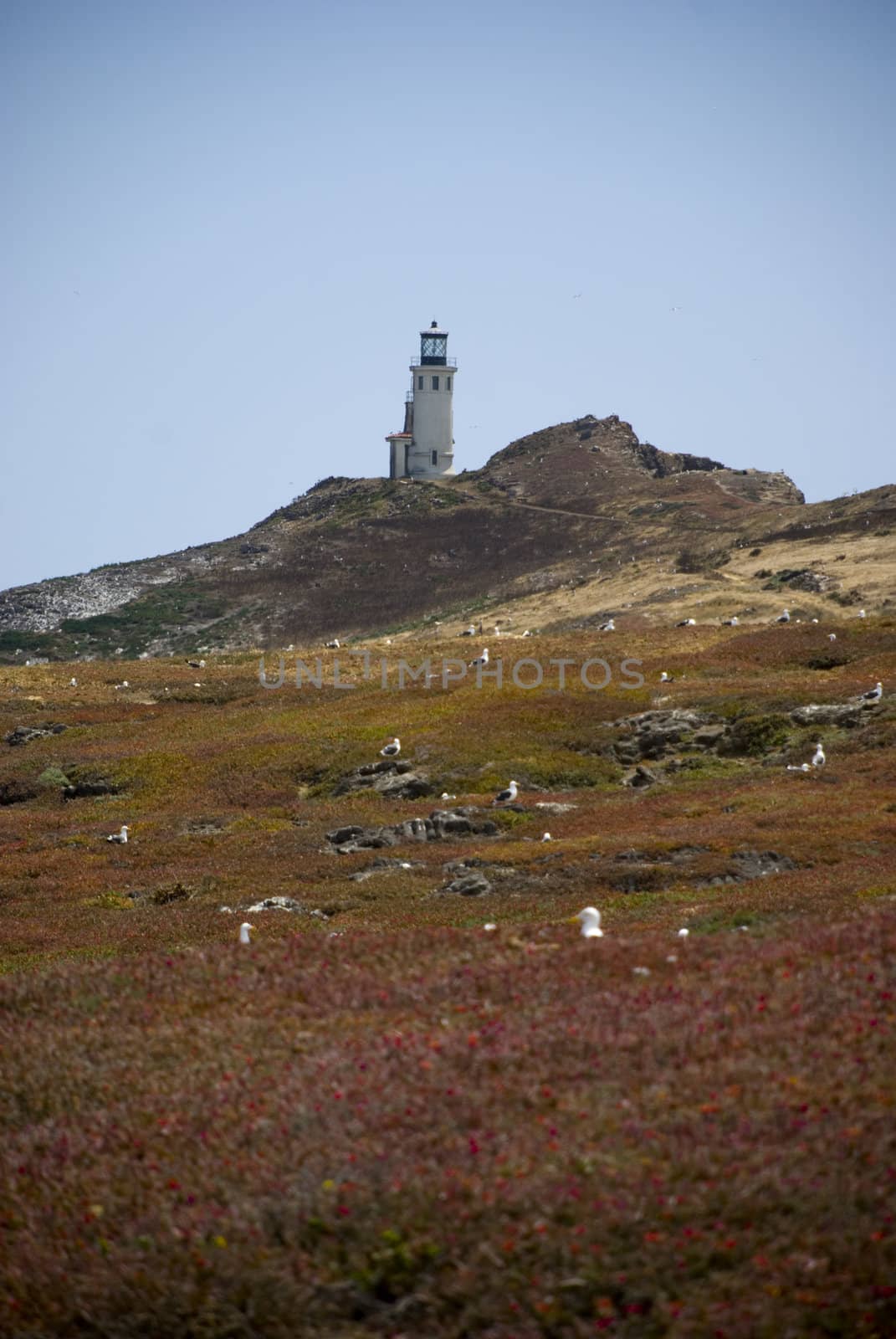 Anacapa lighthouse and flower field