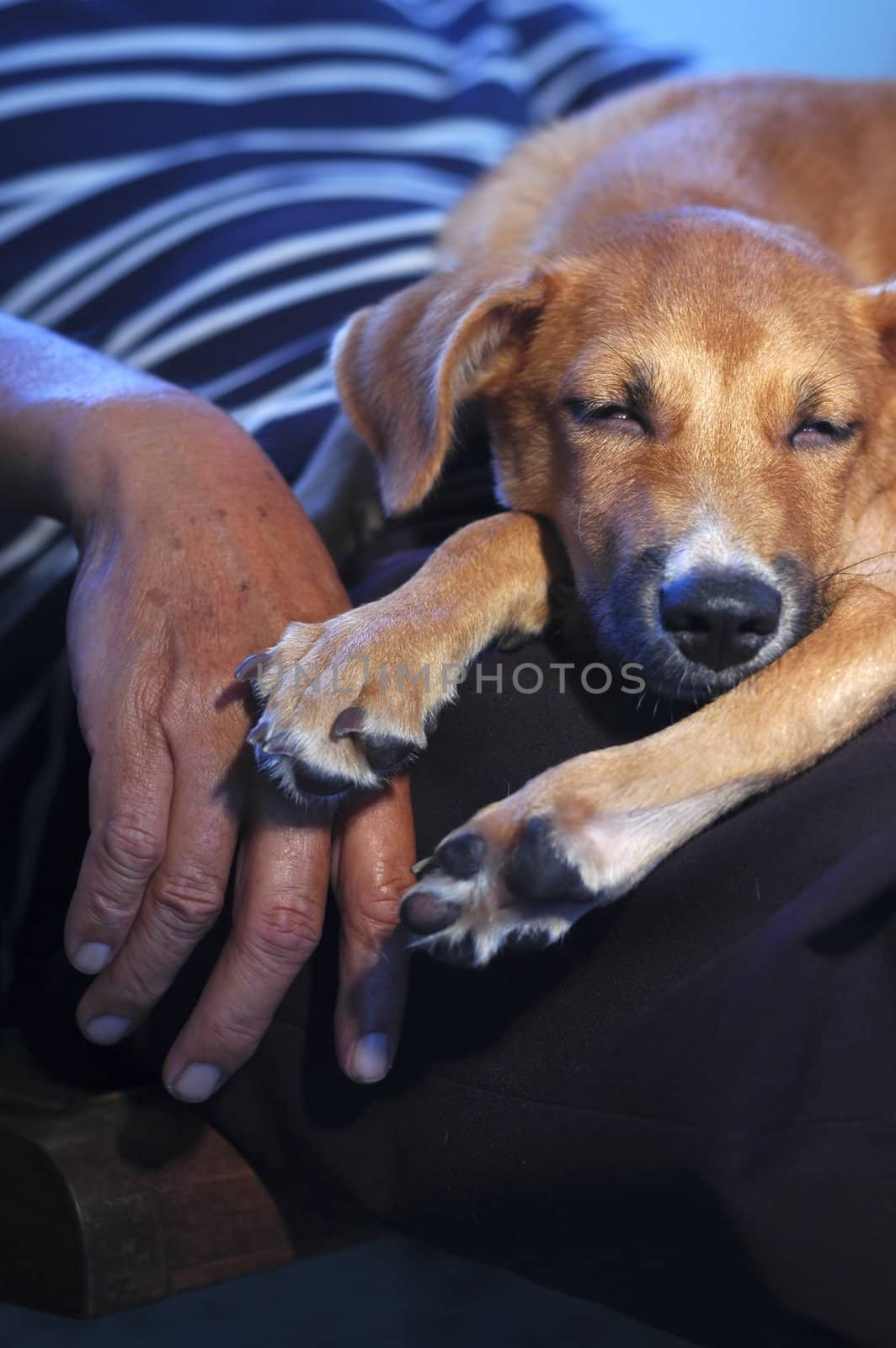 Brown dog sleeping beside her senior human.Unconditional love between human and animal.