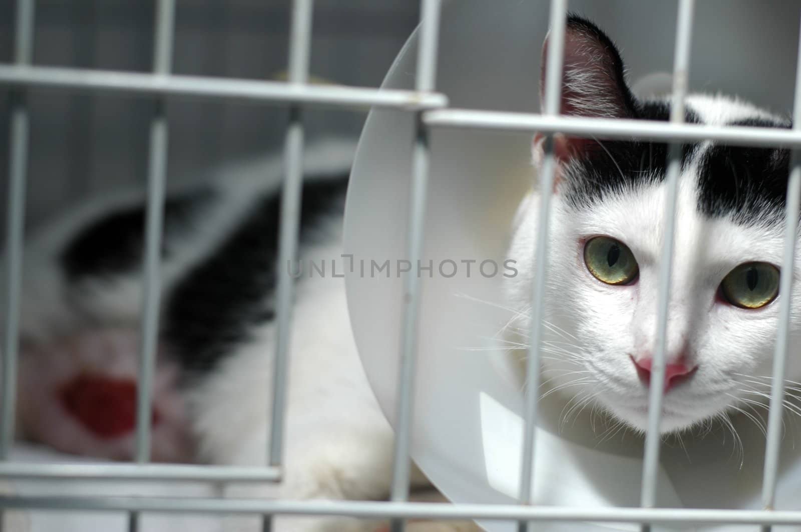 An injured cat wearing a cone collar resting in her cage at vet.
