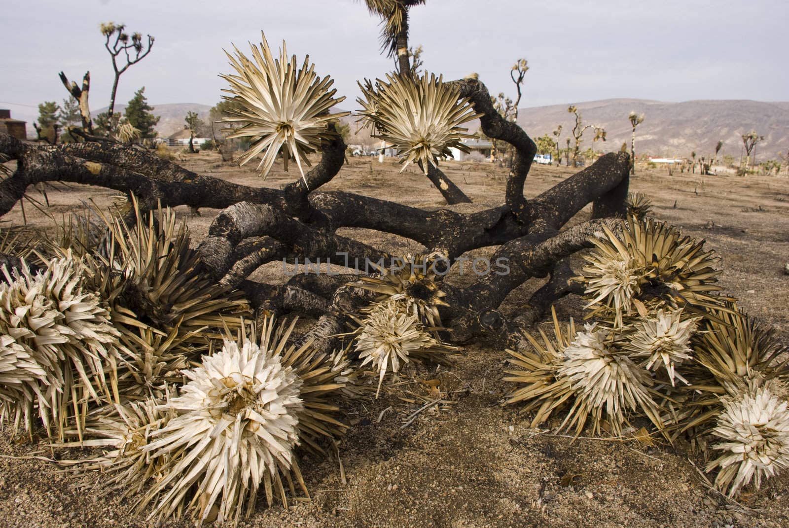 Burnt Joshua Tree