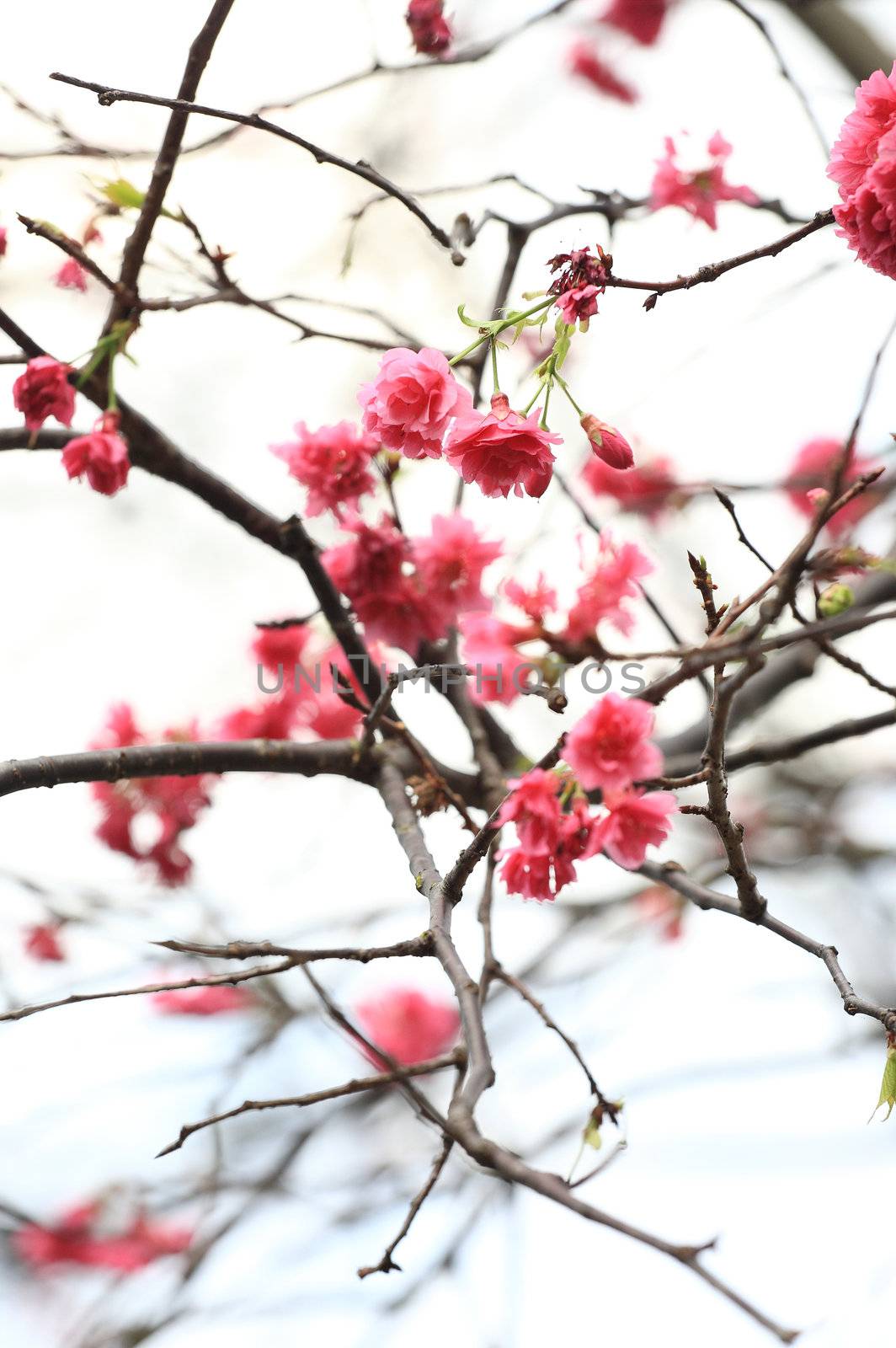 cherry blossoms by leungchopan