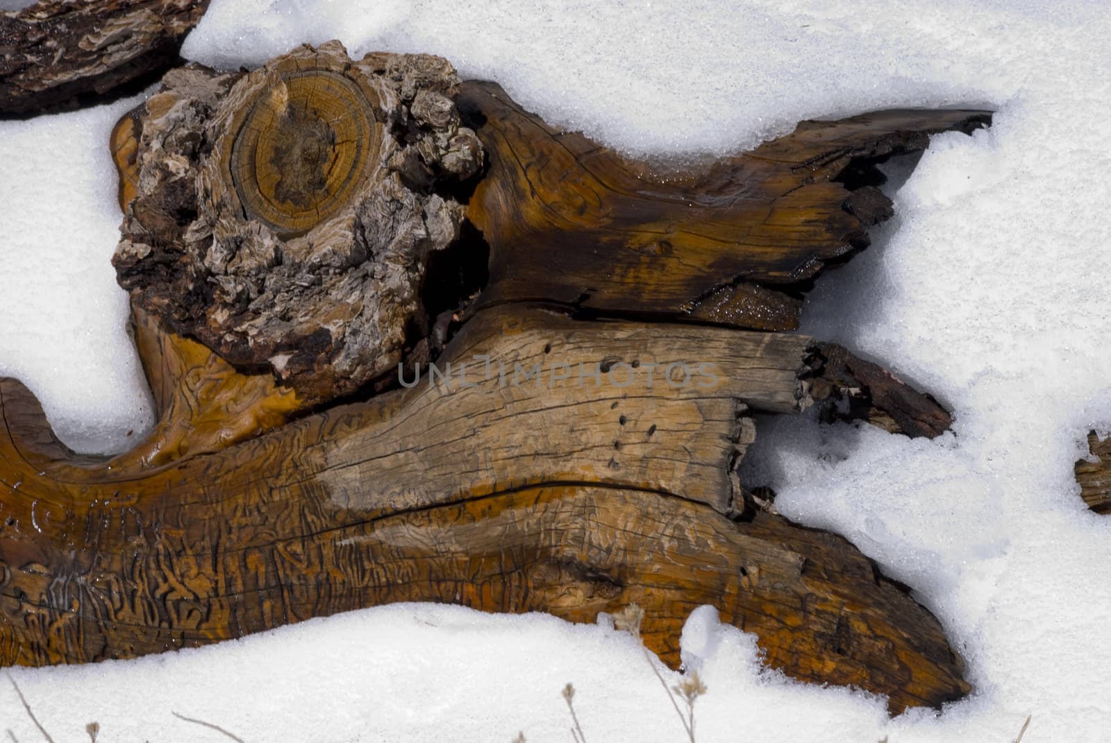 Log is exposed from deep under snow