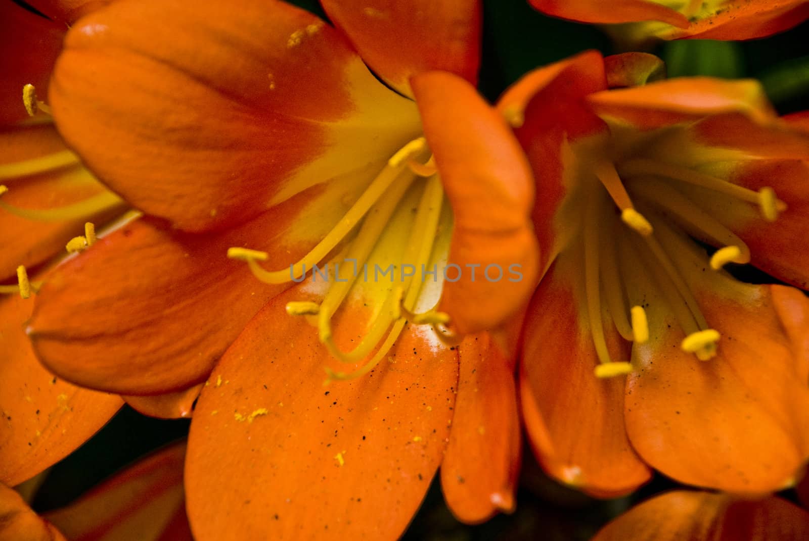 Orange Clivias by omairkha