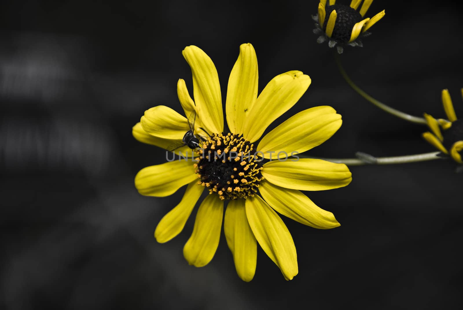 Bee rests on a California Sunflower