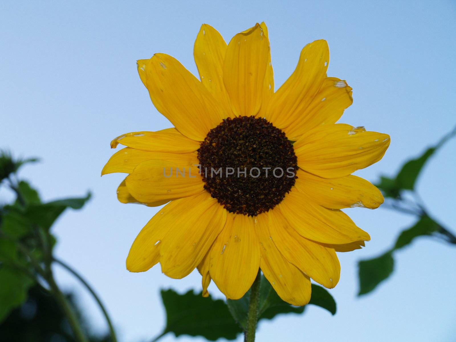 sunflower by viviolsen