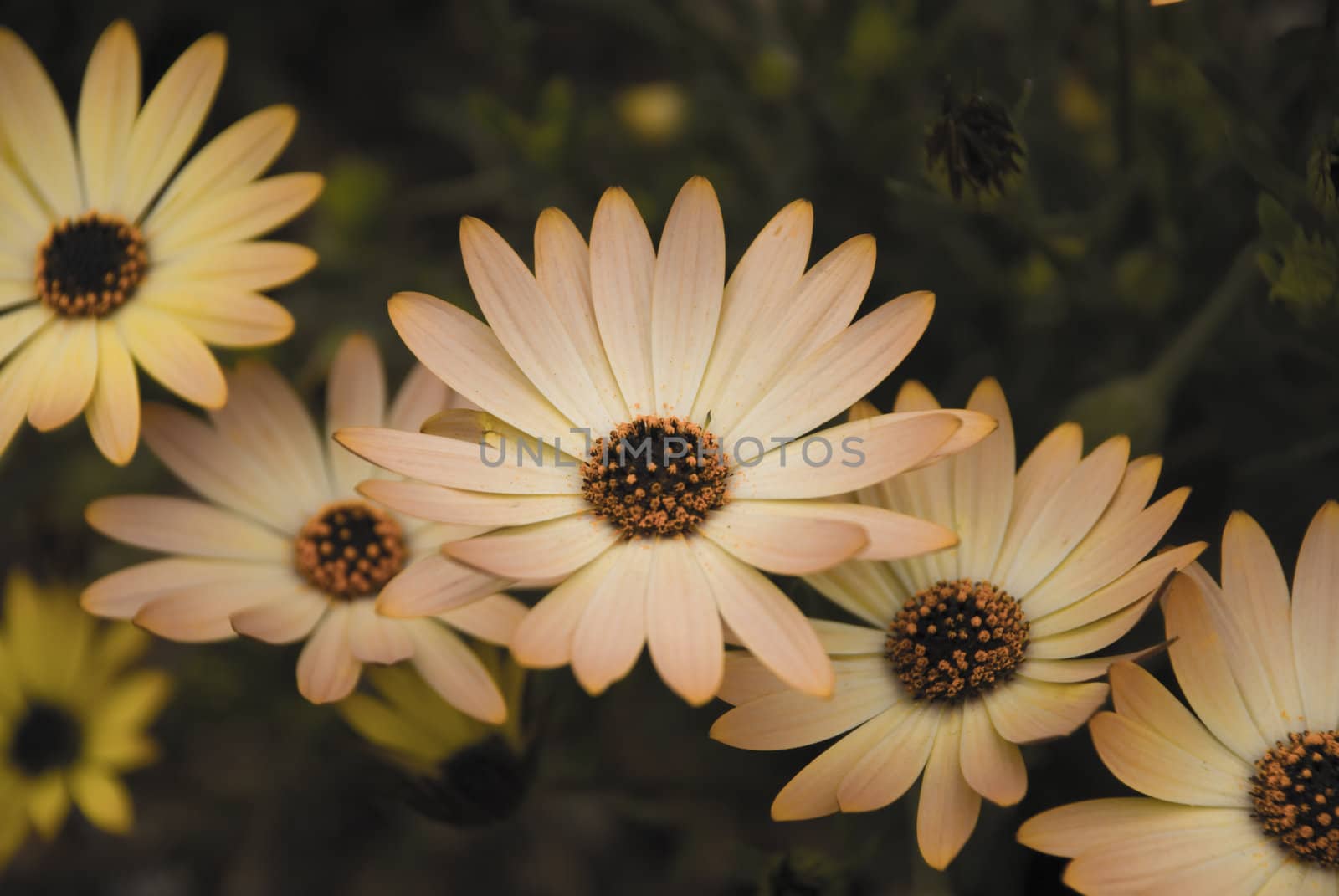 Yellow Daisy